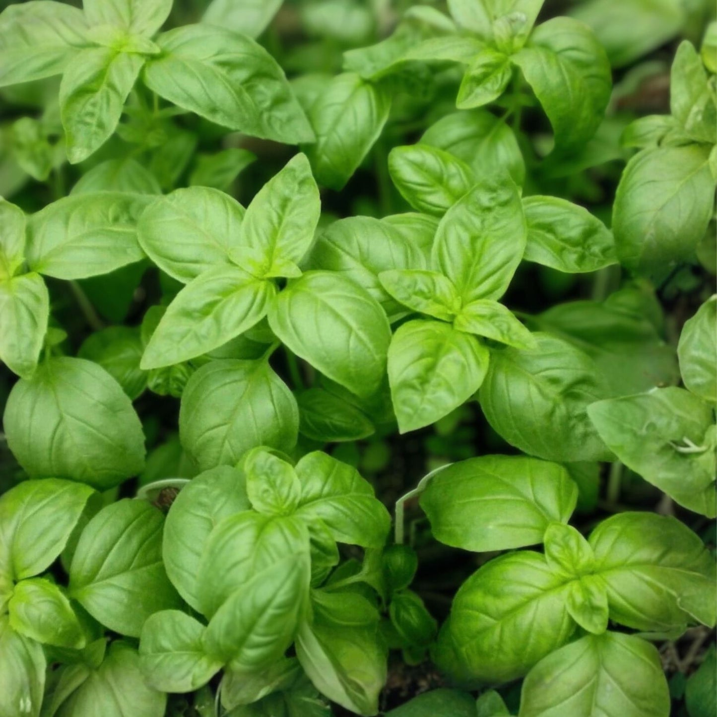 Heirloom Culinary Herb Seed Collection – 13 Varieties for Home Gardening – Non-GMO Herb Seeds for Cooking and Herb Garden