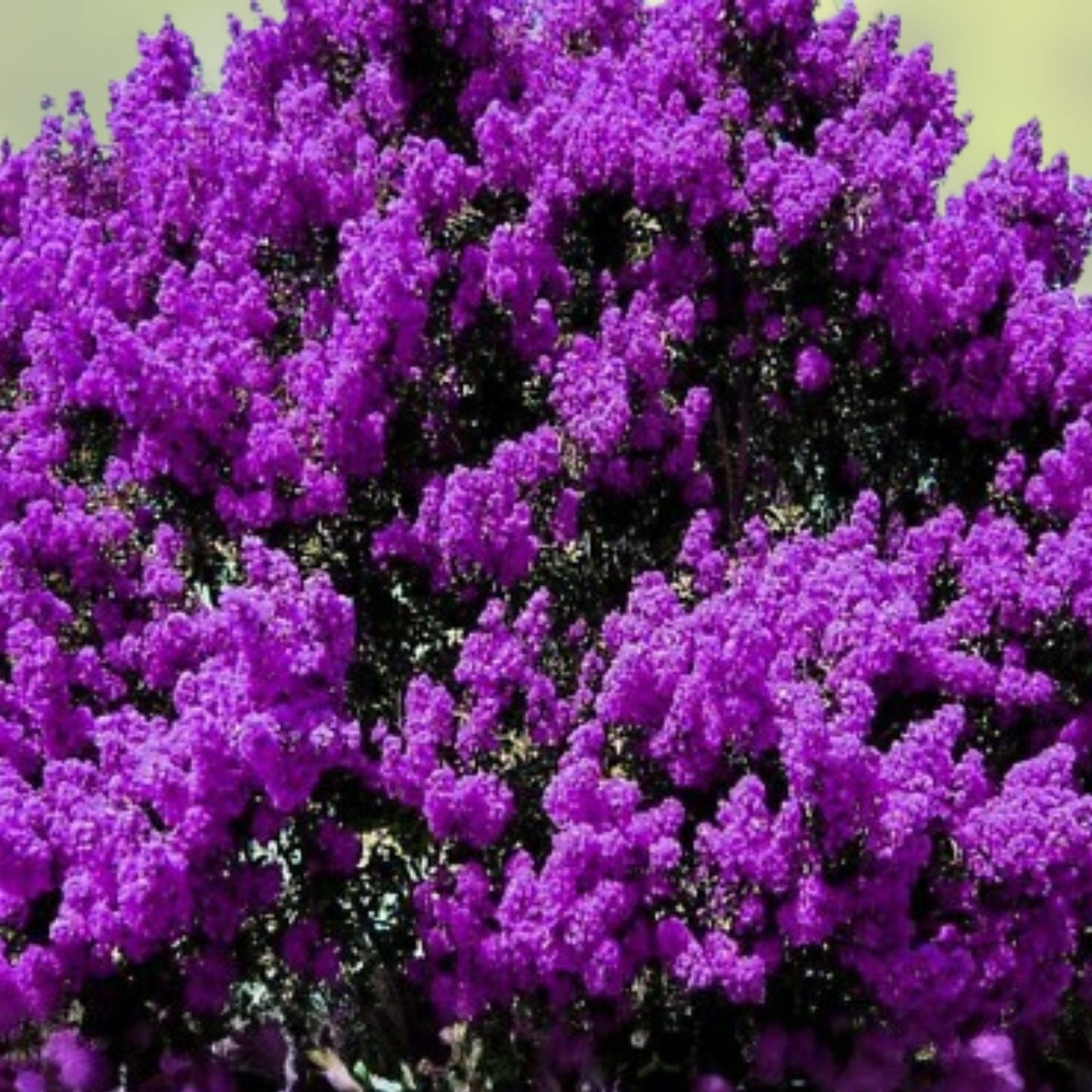Live Plants - 2 Rooted Dark Purple Crepe Myrtle Bushes - Flowering Lagerstroemia indica - Ornamental Garden Shrubs