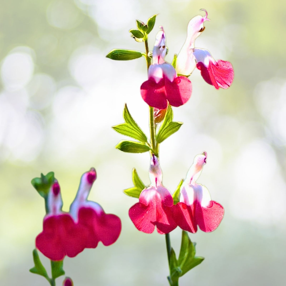 Hot Lips Salvia Live Plant - 1 Pot with 2 Plants - Colorful Blooms (Salvia microphylla) - Easy to Grow Perennial Garden Flower