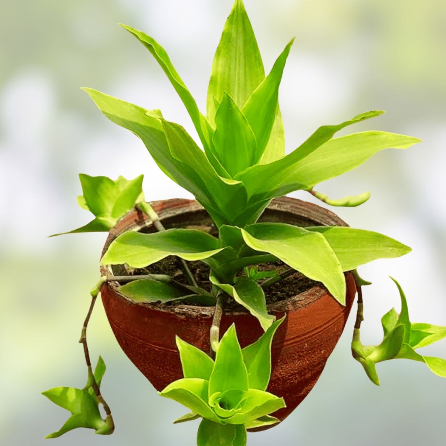Callisia Fragrans Cuttings - Medicinal Basket Plant - 5 Healthy Propagation Cuttings - Indoor Houseplant, Green Foliage