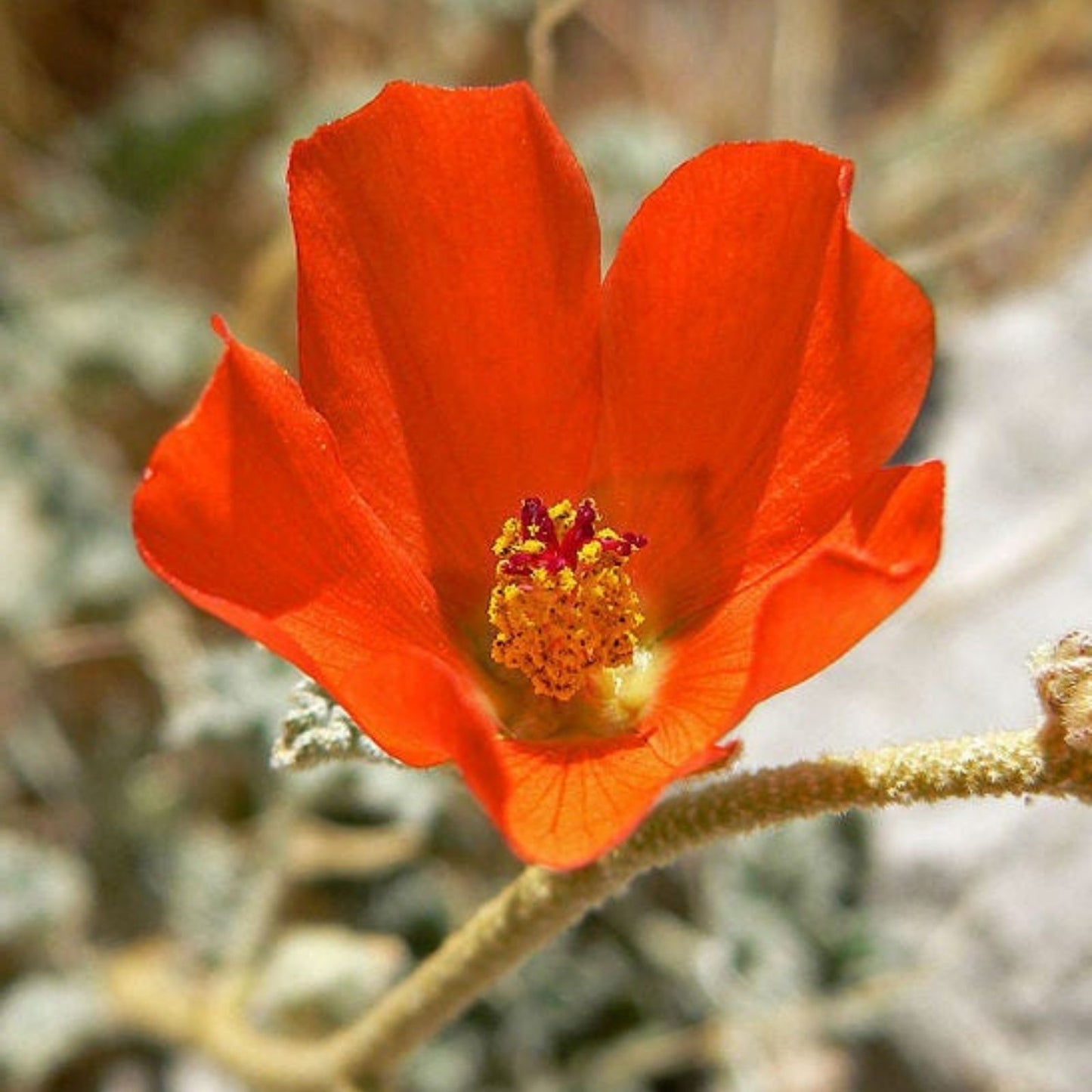 Sphaeralcea Ambigua Seeds 25 Pack Apricot Desert Globemallow for Gardens and Landscaping