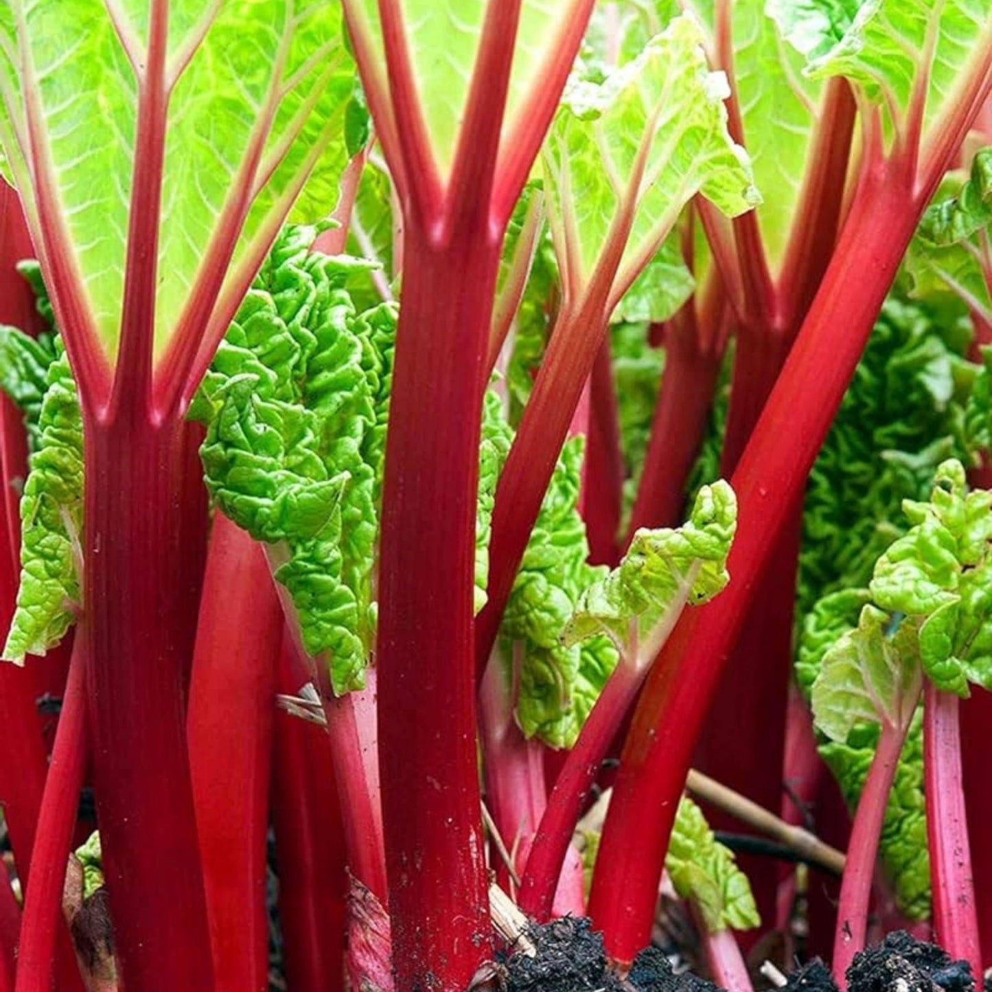 Victoria Rhubarb Crown Seeds – 50+ Seeds for Planting, Red Swiss Chard Vegetable Seed, Rheum x hybridum, Edible Garden Crop