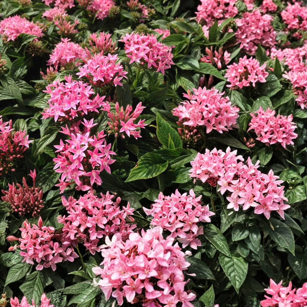 Pentas Plant 6in Pink Flowering Variety - Pentas lanceolata - Butterfly & Hummingbird Garden Magnet
