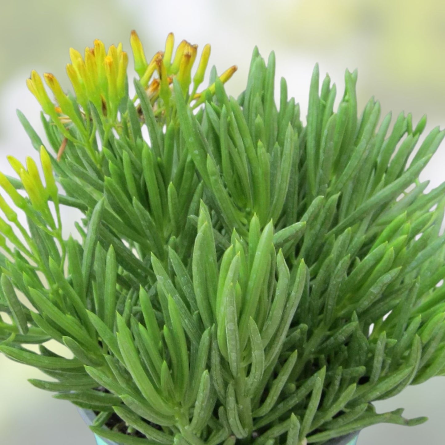 Senecio barbertonicus Cuttings – 10 Lemon Bean Bush Live Plant Cuttings – Indoor/Outdoor Succulent Plant – No Roots, Easy to Grow