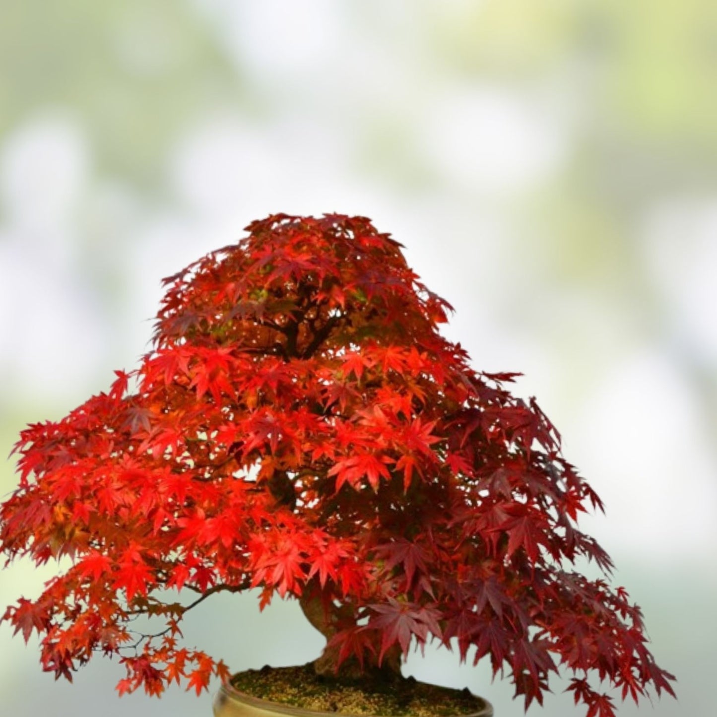 Red Maple Bonsai Tree Seeds - 30 Pack - Acer rubrum - Grown in USA, Ships from Iowa, Easy to Grow Indoor Outdoor Plant