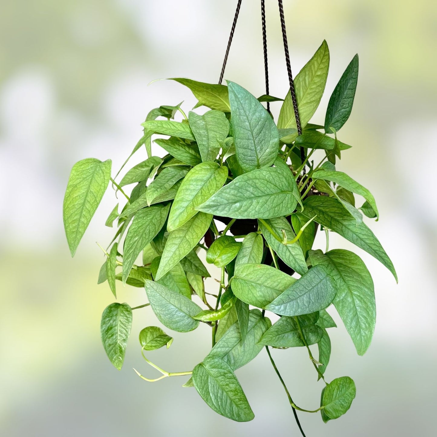 Rooted Cebu Blue Pothos Cuttings | Epipremnum aureum Indoor Plant for Home Decor, Trailing Vine, Green and Blue Foliage