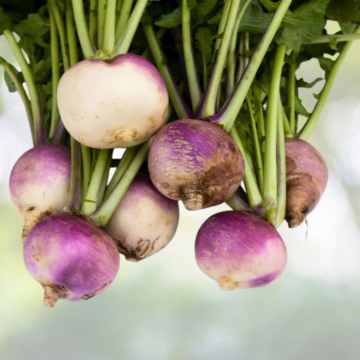 Turnip Seeds | Non-GMO Heirloom | Seven Top Variety | Brassica rapa