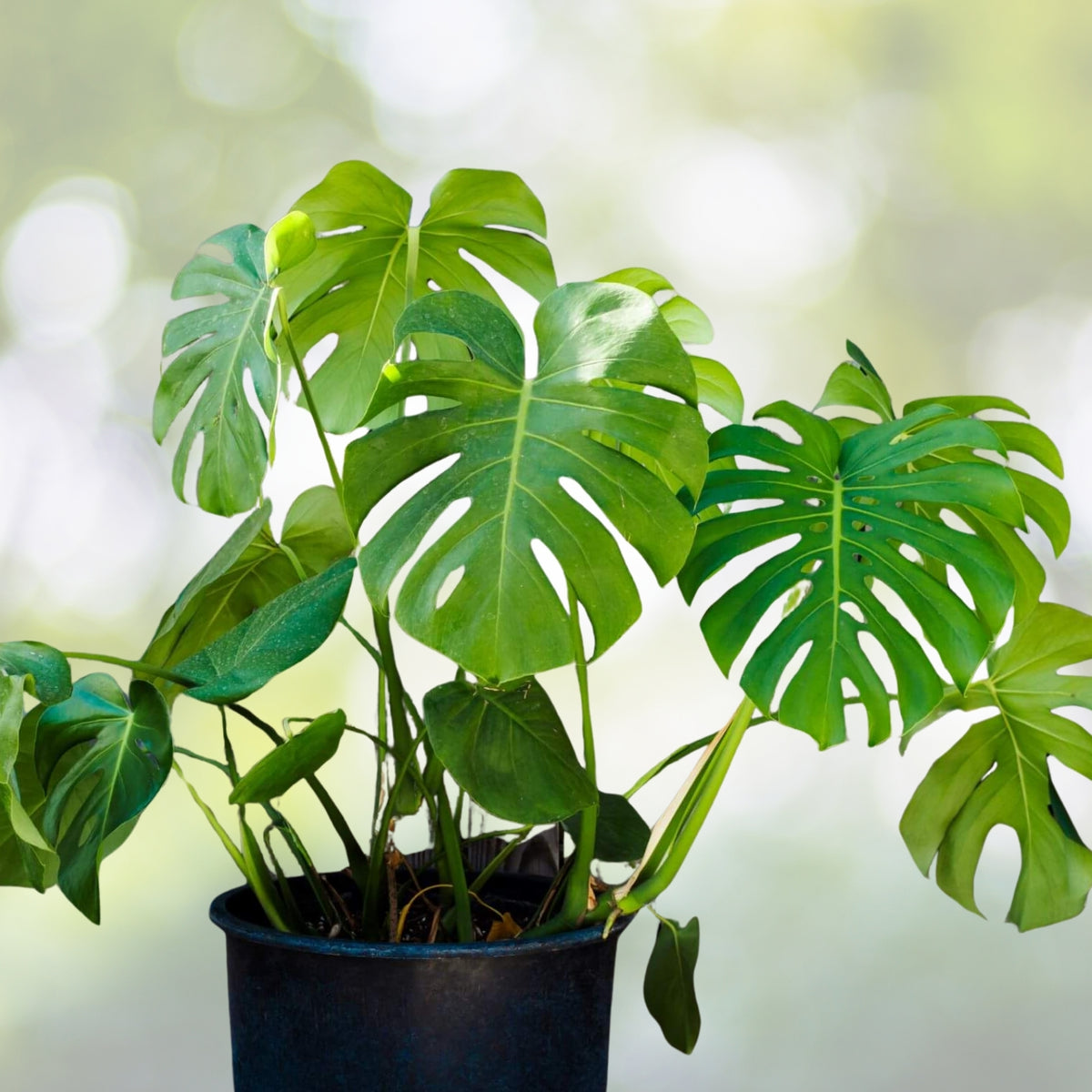Monstera Deliciosa Plant 3 Gallon Pot - Swiss Cheese Plant - Easy Care Tropical Houseplant - Monstera deliciosa