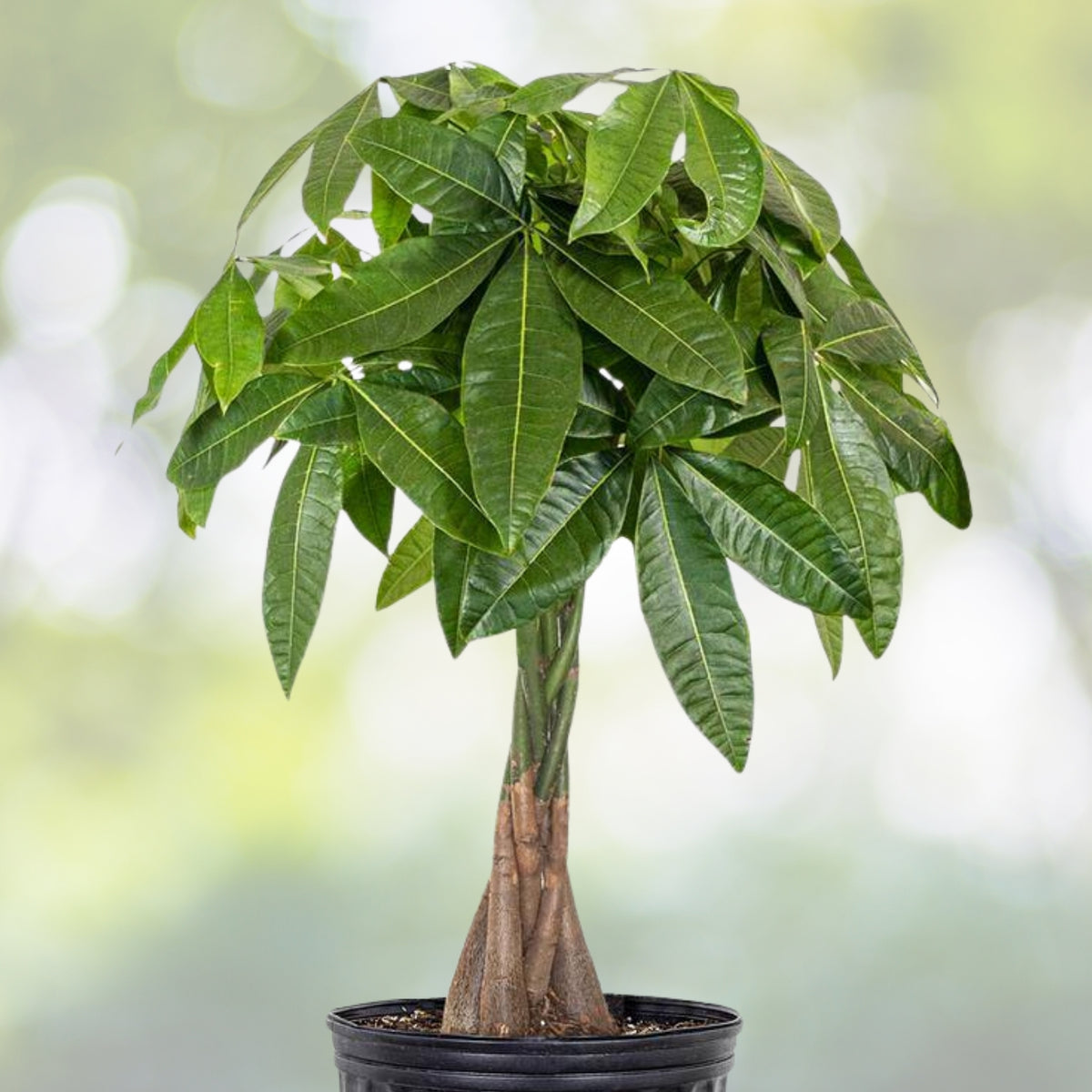Large Braided Money Tree Plant 20"-24" Pachira Aquatica Malabar Chestnut Feng Shui Indoor Decor