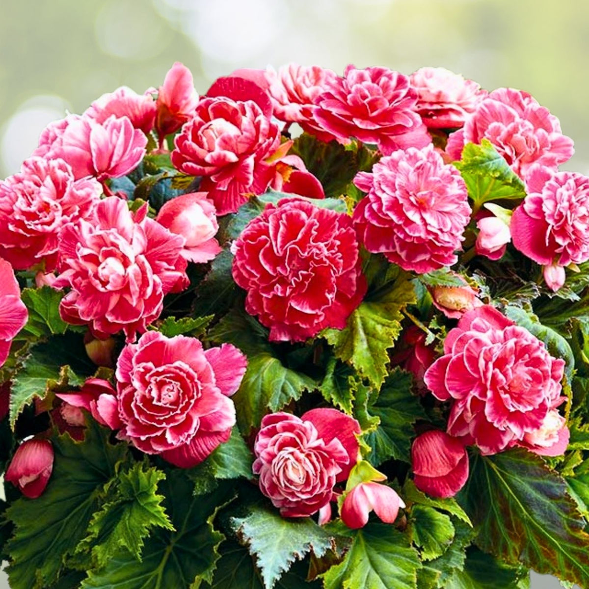 Begonia Seeds Pink Charm - 45 or 125 Flower Seeds - Pink Flowering Plants - Begonia x tuberhybrida