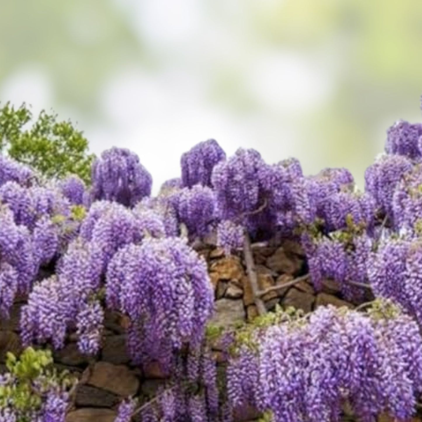 Purple Wisteria Seeds - 20 Count Flowering Vine for Planting Wisteria sinensis Garden Seeds