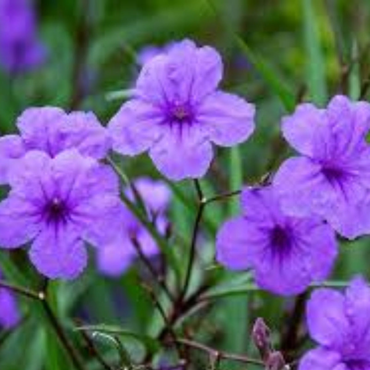 Purple-Mexican-Petunia-Live-Plant-3-to-4-Inch-Tall-Ruellia-brittoniana-No-Pot-Included