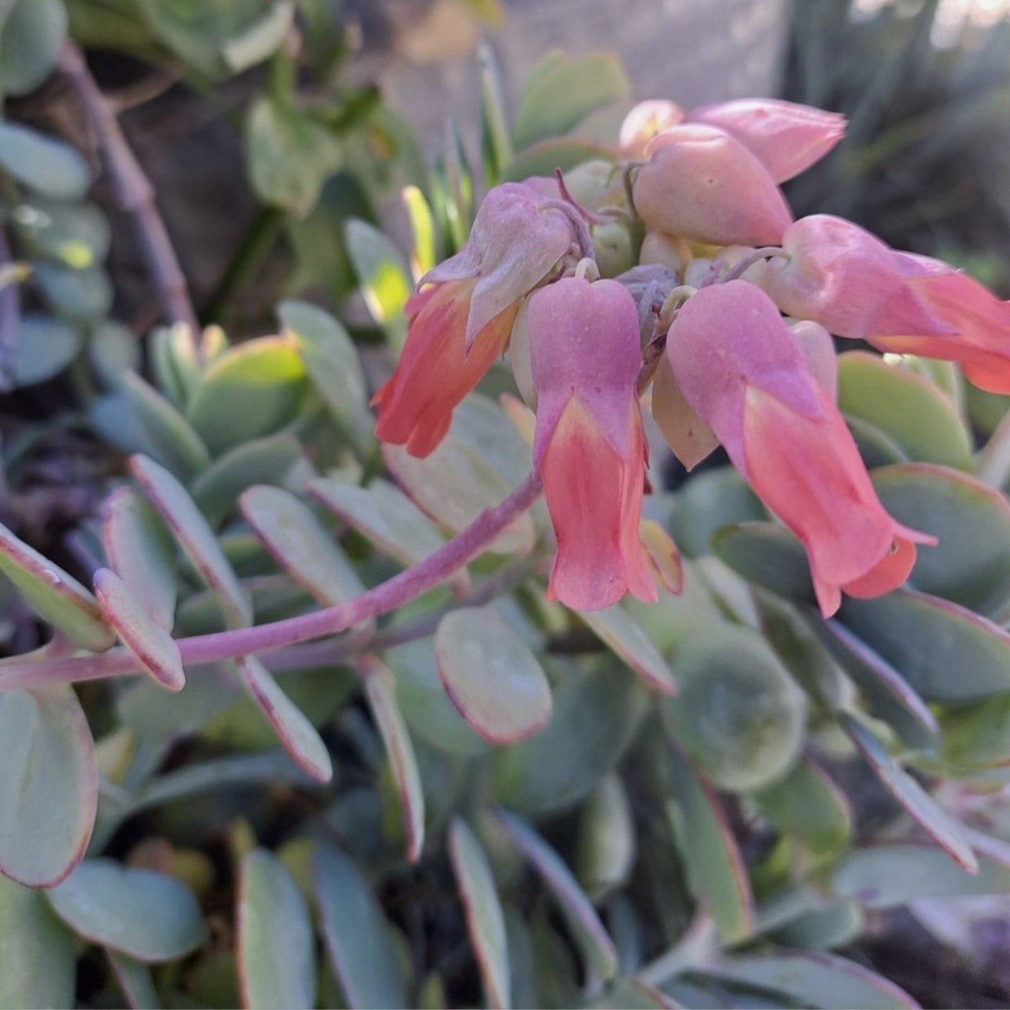 Kalanchoe Panamensis Succulent Cuttings 6 Pieces 5 Inch Live Plant Propagation Gardening