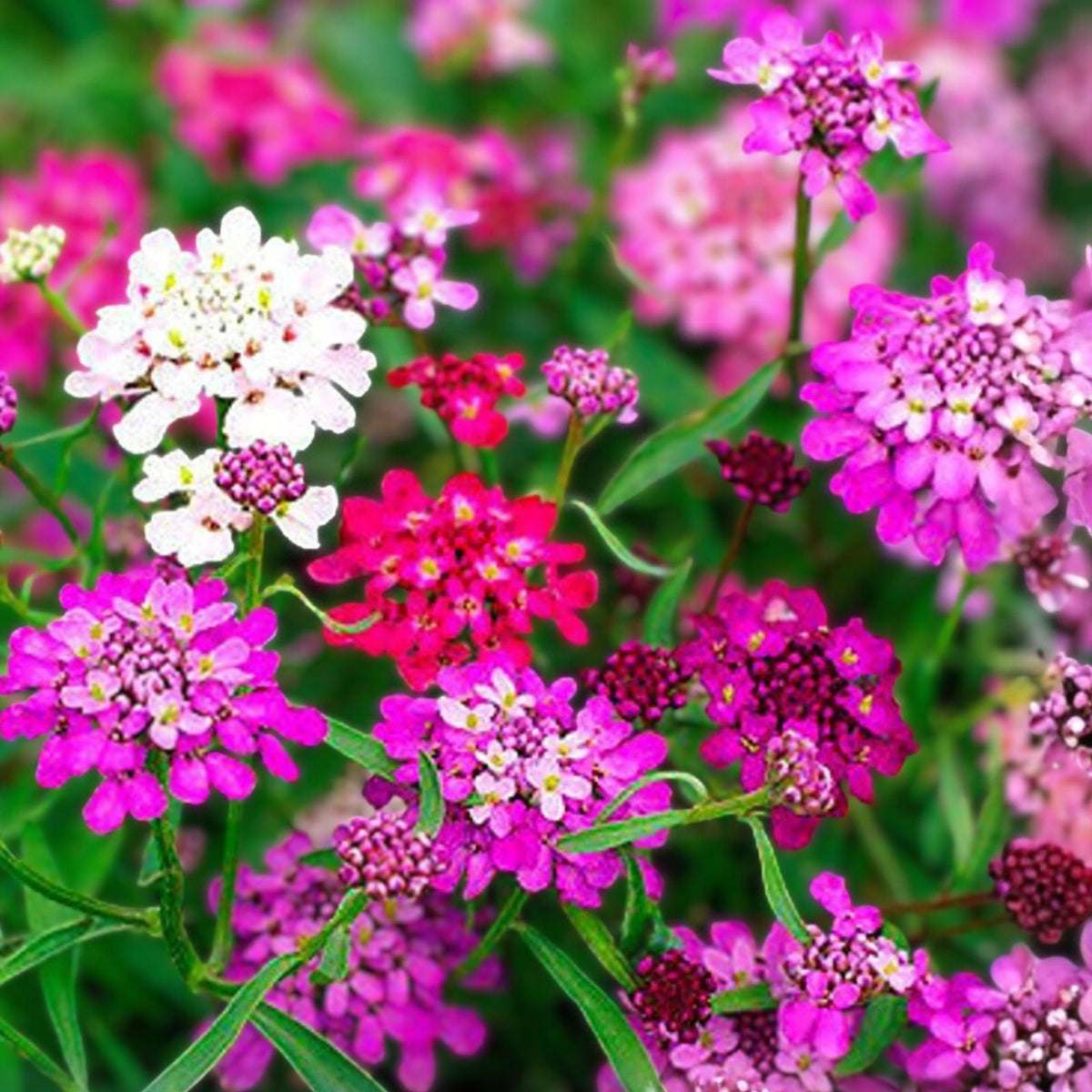Candytuft Seeds - Dwarf Fairy Mix - Pink, Lavender, White Flowers - Iberis umbellata - 50+ Seeds