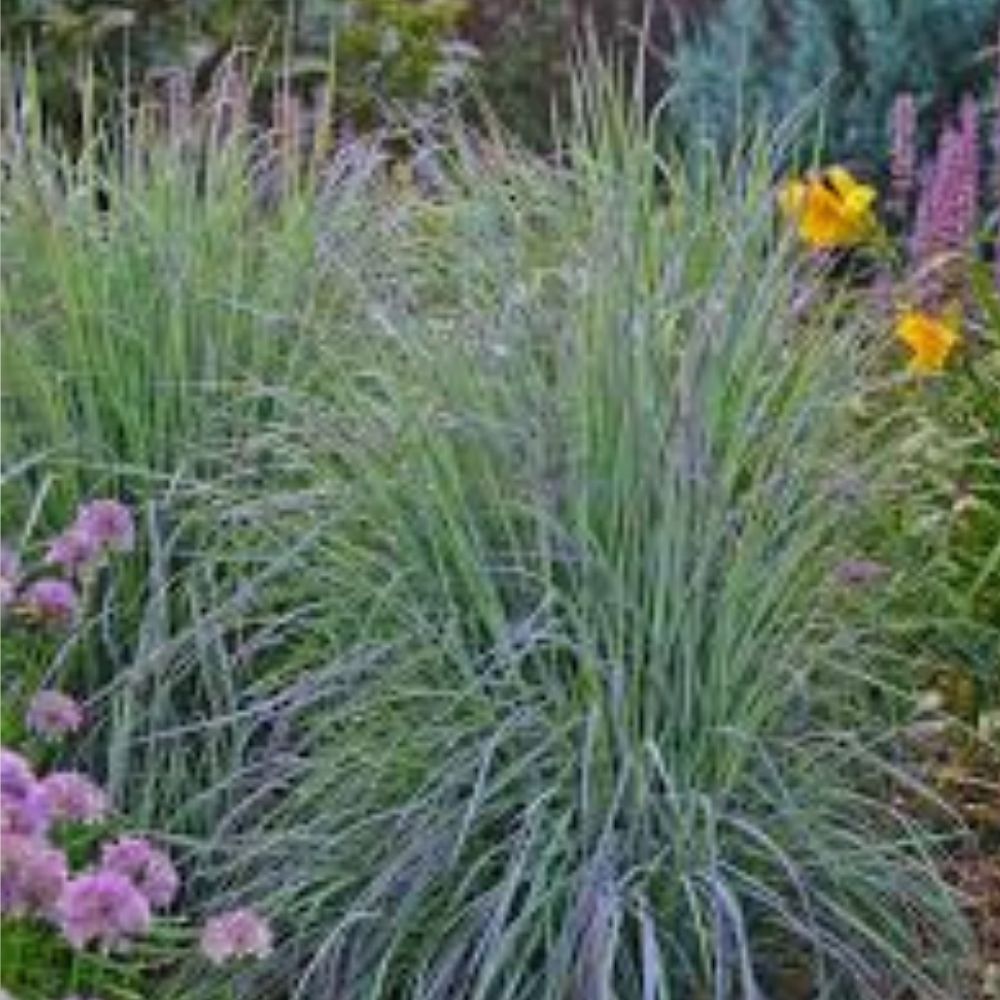 Little Bluestem Grass Seed 200 Organic Seeds Schizachyrium scoparium Native USA Grown Drought Tolerant