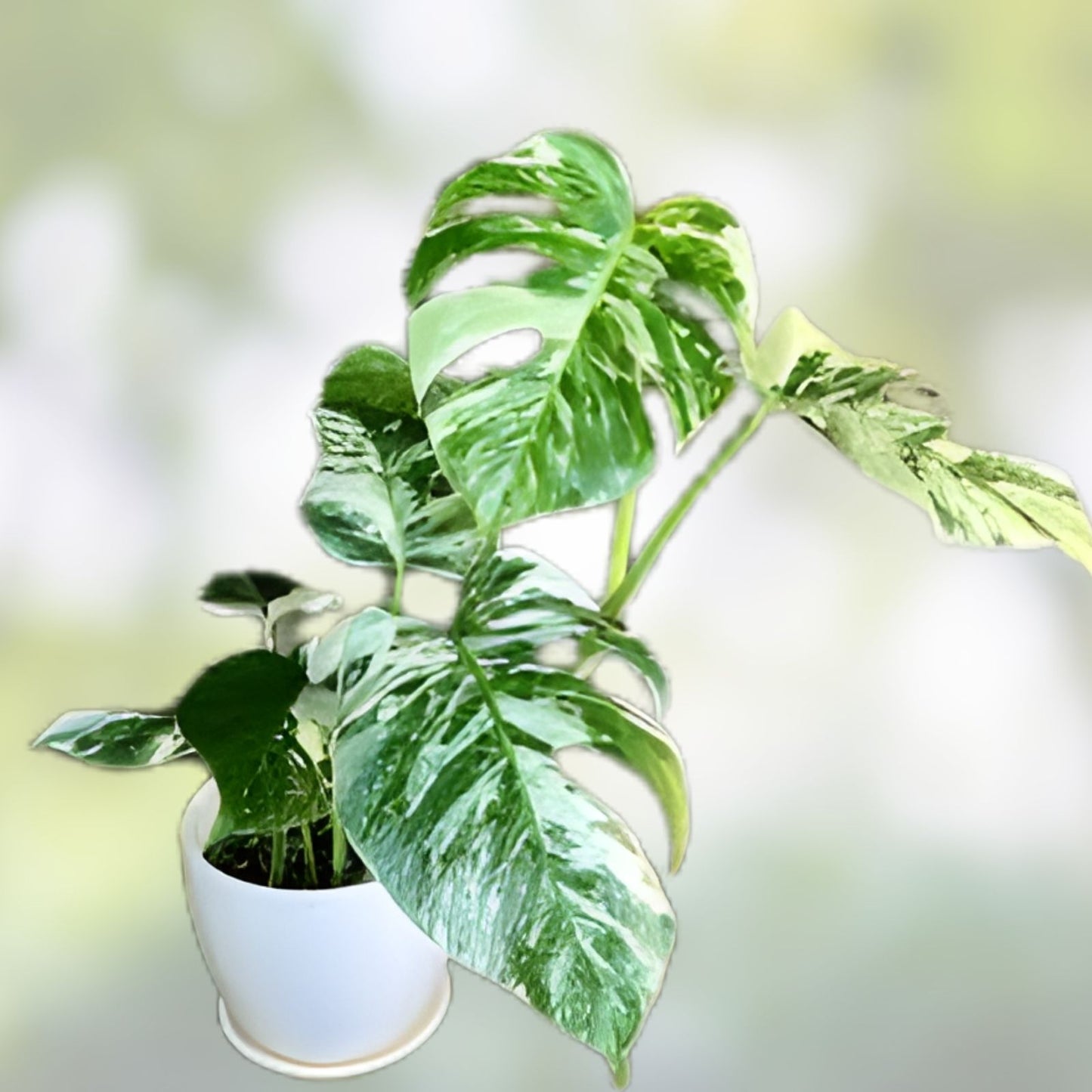 Rooted Variegated Monstera Plant - Albo Borsigiana - Tropical Indoor Houseplant - Easy Care Greenery