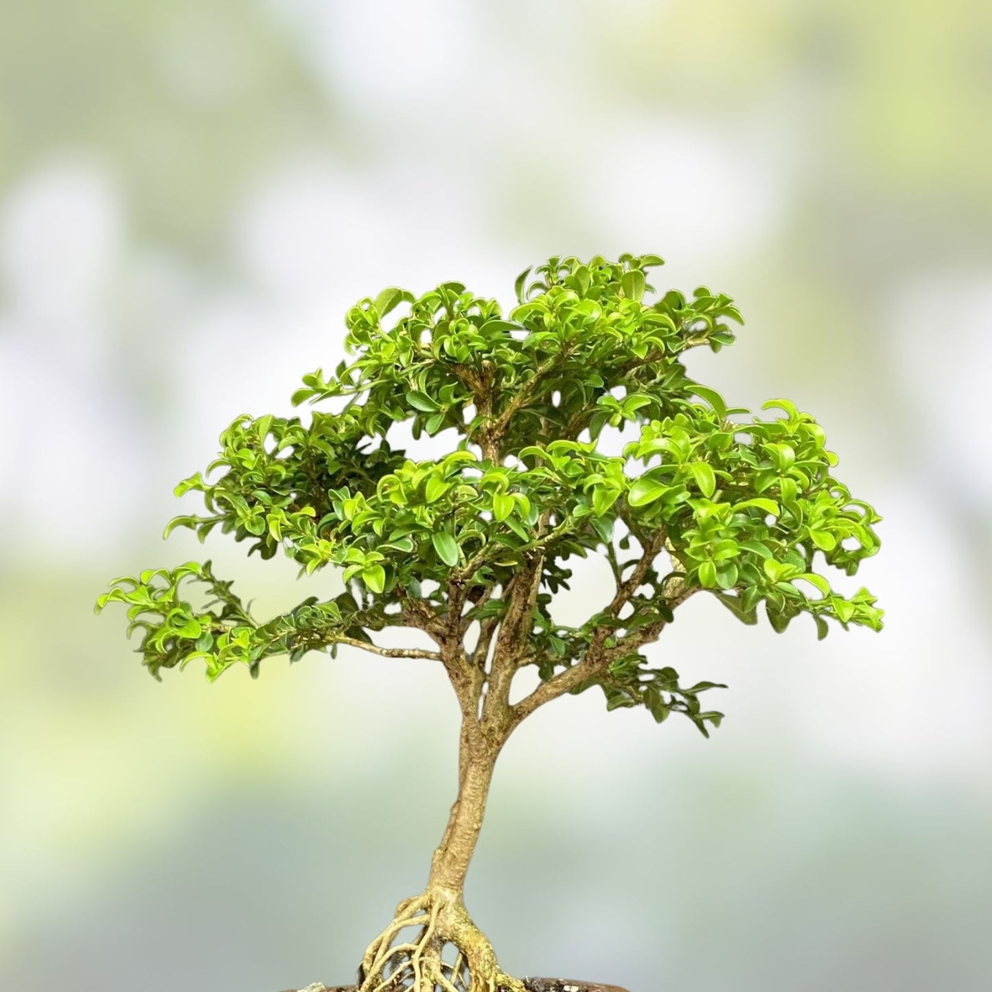 Kingsville Boxwood Bonsai Tree 9-inch in Chinese Glazed Pot, 12 Years Old, Indoor Home Decor Plant