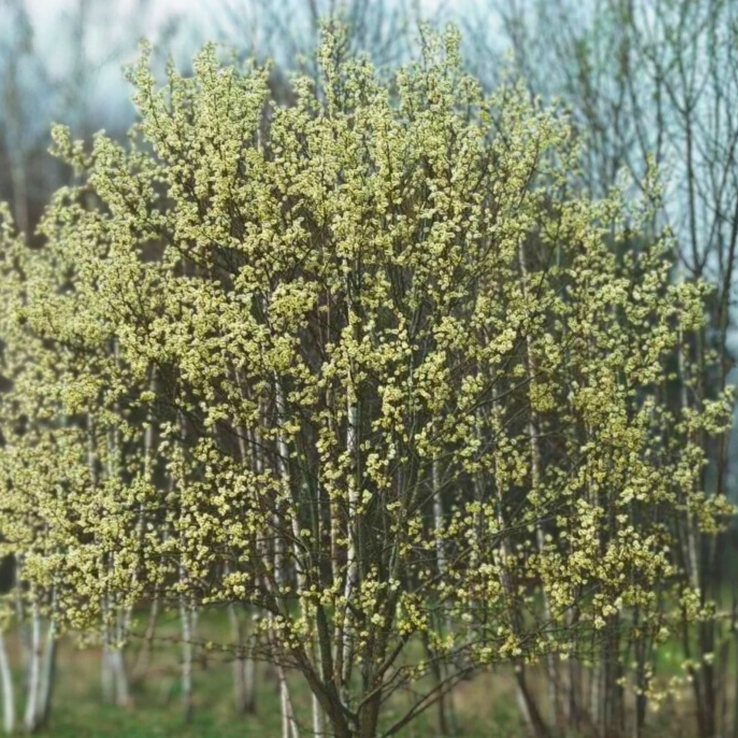 Pink Pussy Willow Live Plant – 18" Salix discolor 'Rosea' – Fast-Growing Deciduous Shrub for Pollinator Attraction