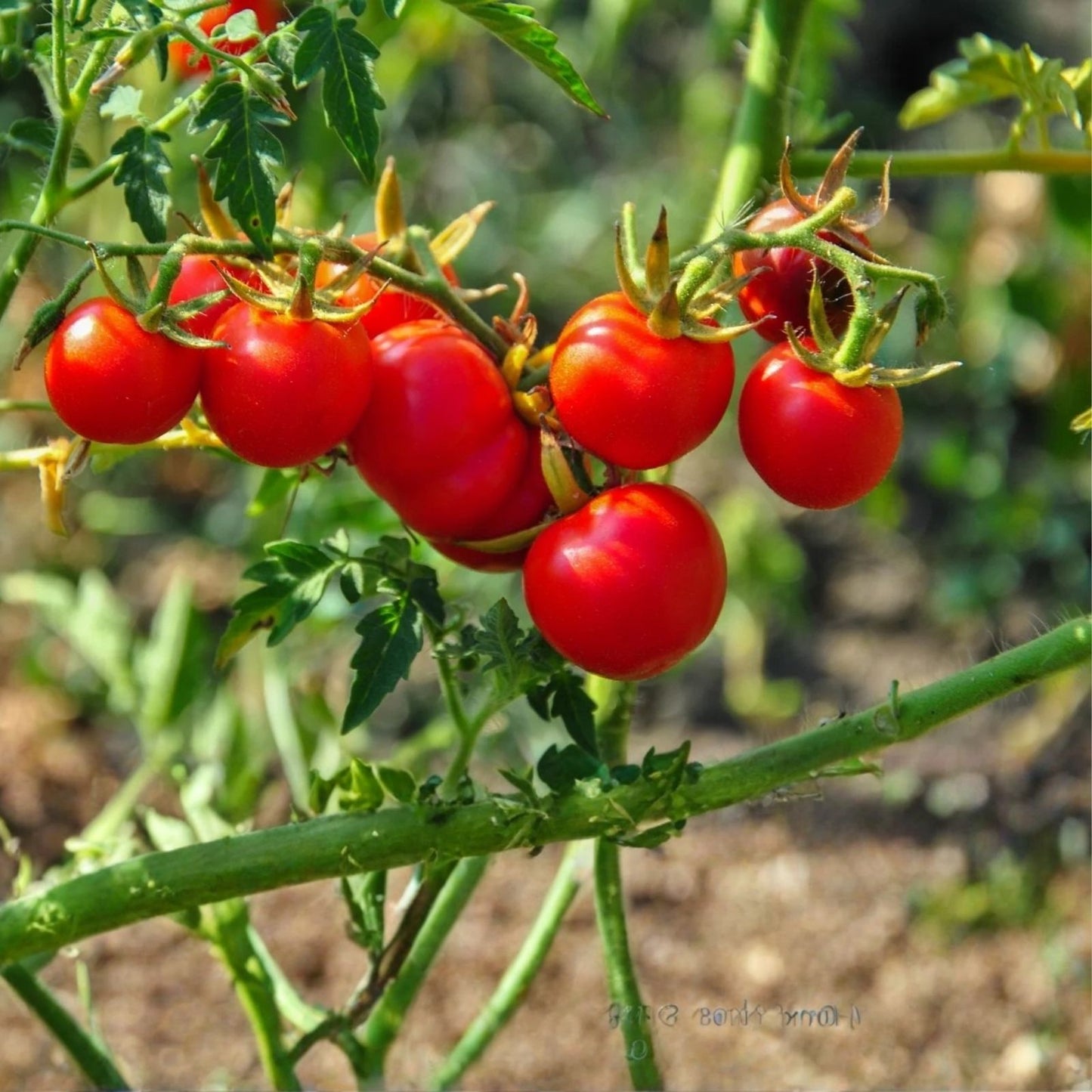 Dwarf Cherry Tomato Seeds 100+ | High Yield Solanum lycopersicum | Compact Vegetable Seeds for Gardening