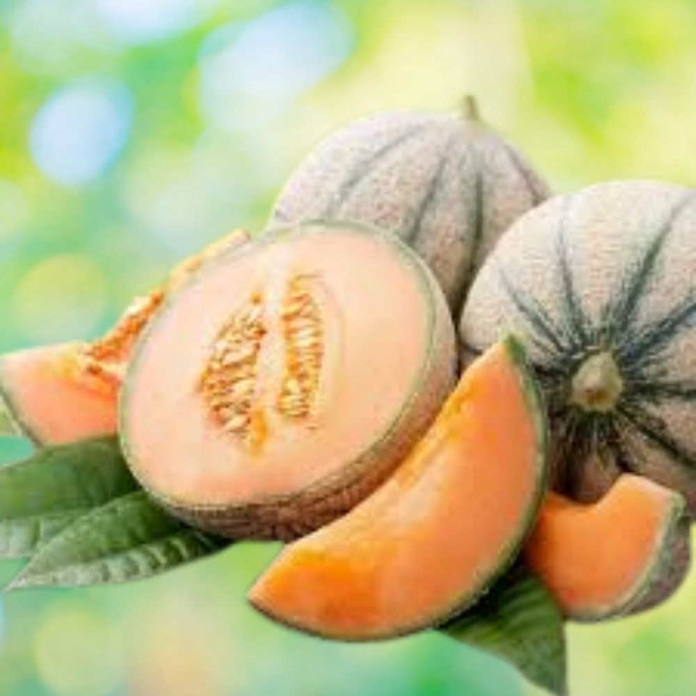 Cantaloupe Seeds 100 Organic Jambo Variety USA Grown Cucumis melo Free Shipping