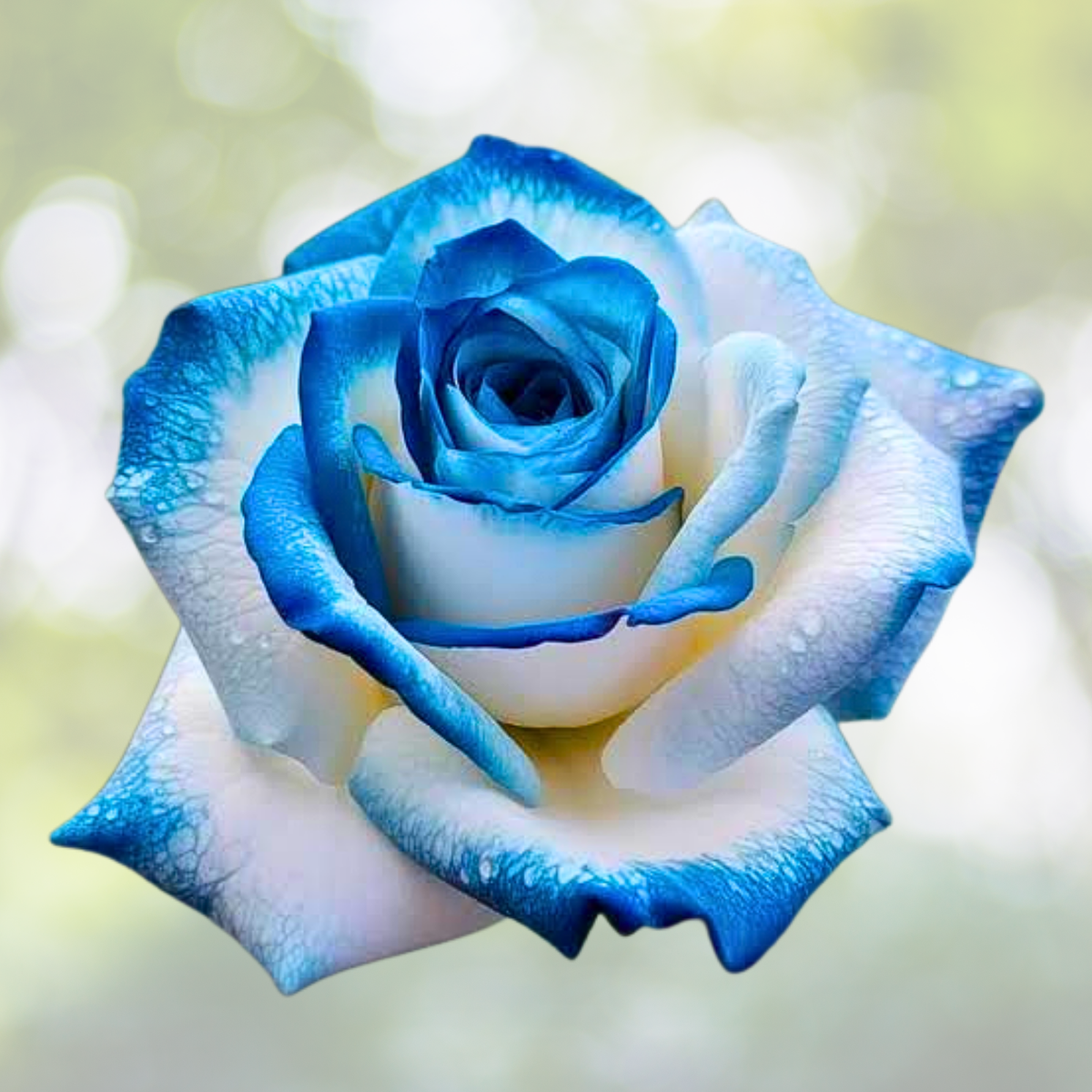 20pcs Sapphire Gem Twin Rose Seeds - Colorful Flowering Plants - Rosa spp.