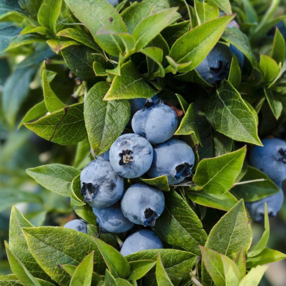 Dwarf Blueberry Plant Starter Bush 4-6 Inches Top Hat Vaccinium angustifolium Edible Fruit Container Gardening