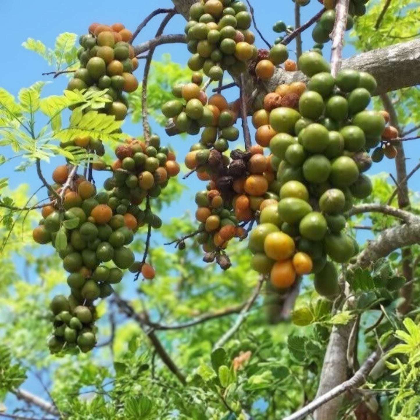 Hog Plum Cuttings 8-10" Jamaican Red Coat Plum Spondias purpurea Tropical Fruit Plant