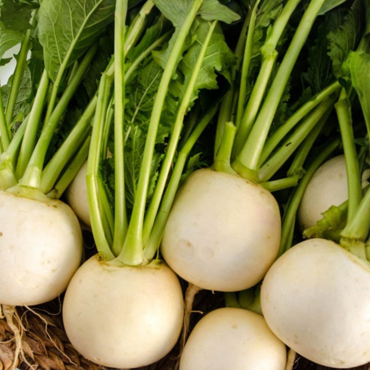 Heirloom Turnip Seeds 500 Non-GMO Seven Top Variety Brassica rapa Vegetable Seeds