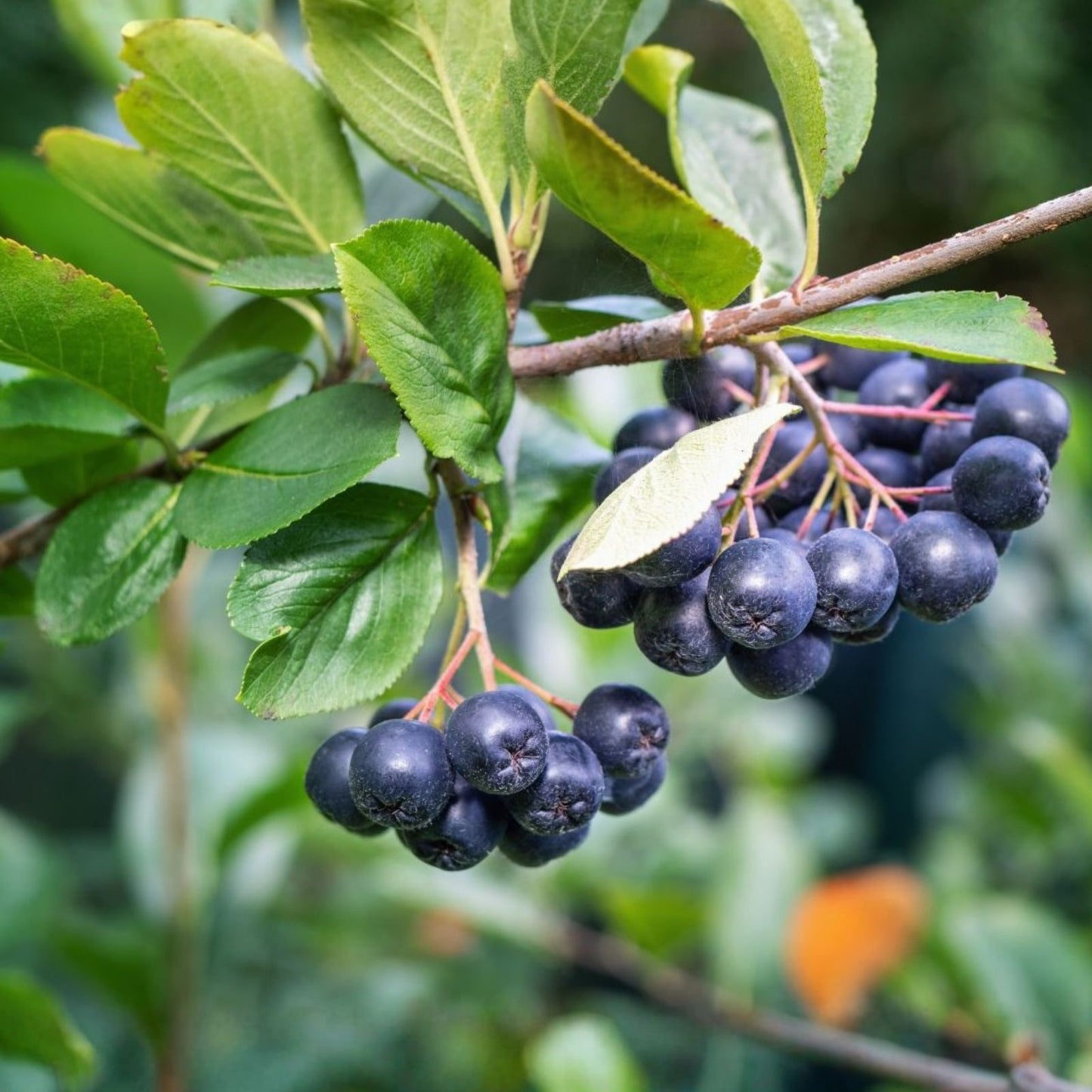 Aronia Black Chokeberry Cuttings Set of 12 – Fruit-Bearing Shrub Plant – Aronia melanocarpa Unrooted Live Cuttings