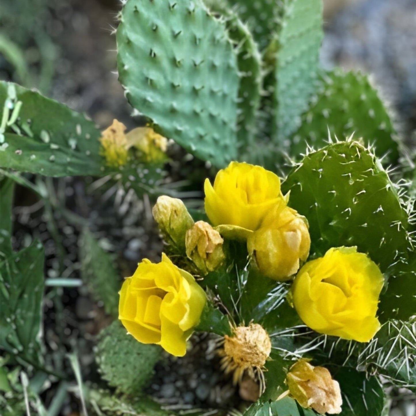 Cold Hardy Paddle Cactus Cuttings 3 Pack Opuntia Humifusa ‘Inermis’ Unrooted Succulents for Gardening and Planting
