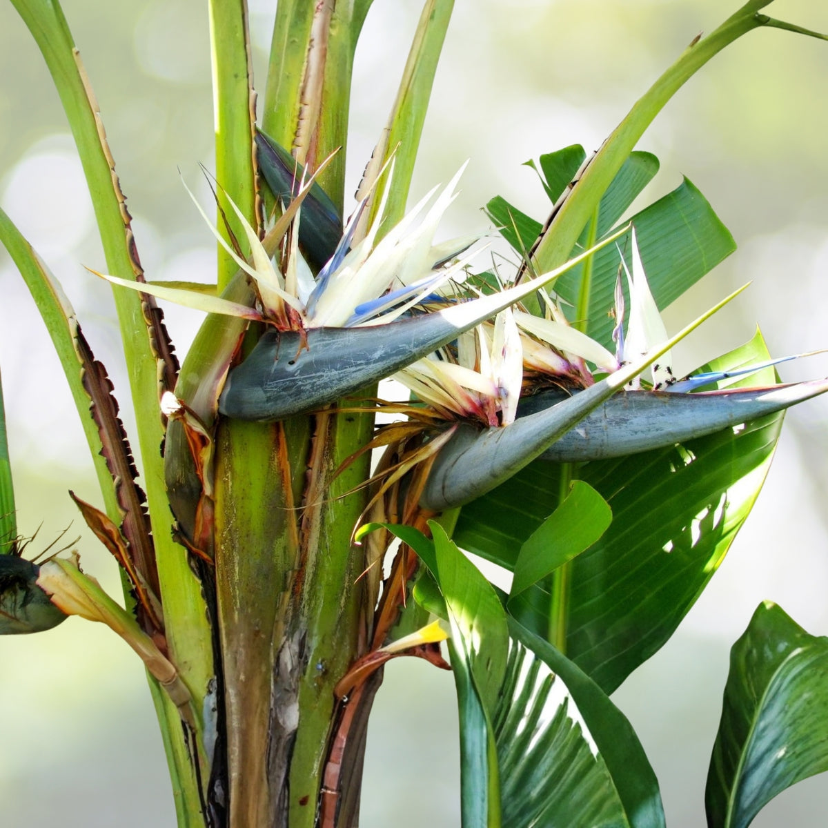 White Bird of Paradise Starter Plug - Strelitzia Nicolai - Lush Green Tropical Indoor Houseplant with Large Leaves
