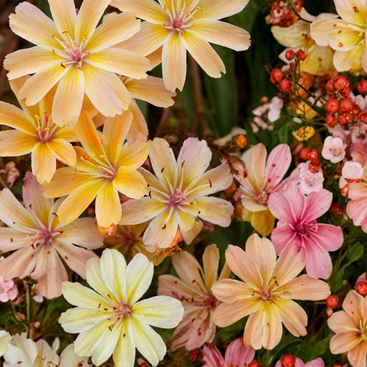 Peach Lewisia Seeds 35 or 100 Non-GMO Hardy Flower Seeds Lewisia cotyledon Garden Planting