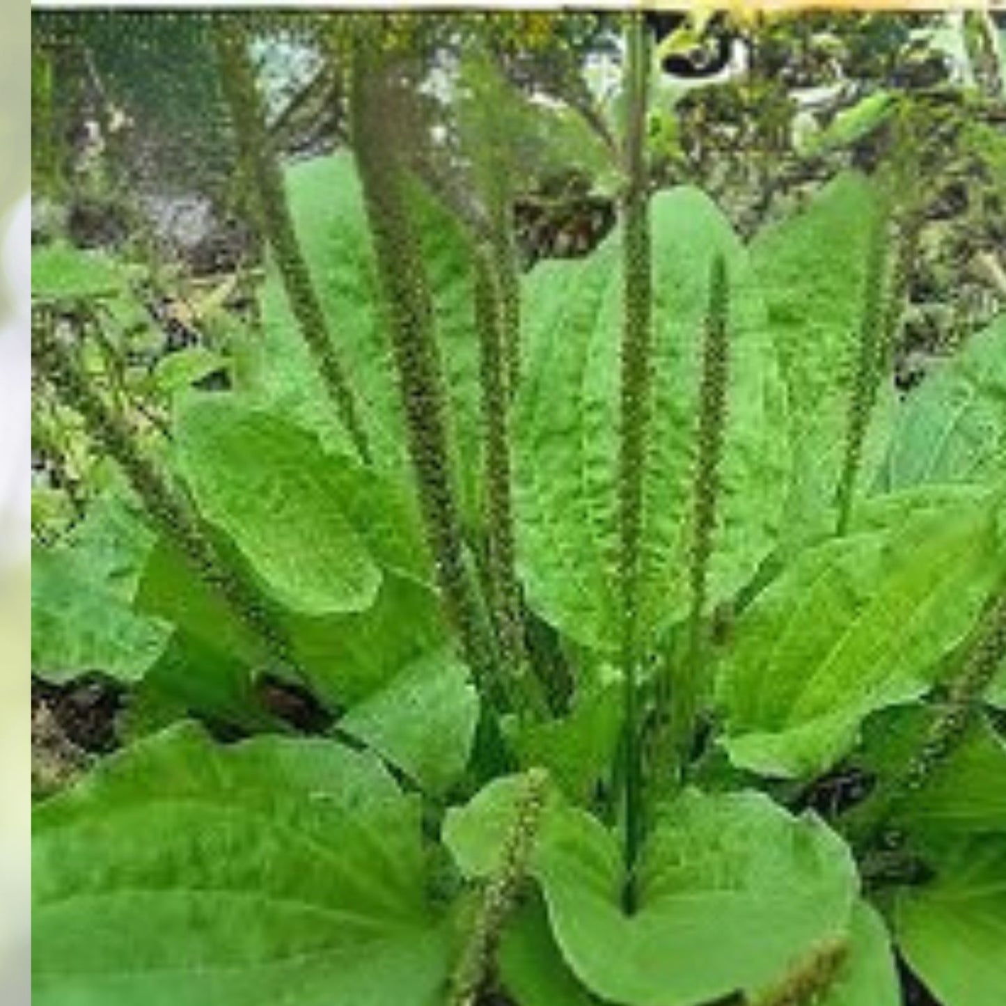 Broadleaf Plantain Plants 3 Pack 4in Pot Plantain Herb Plantain Herb Plantain major