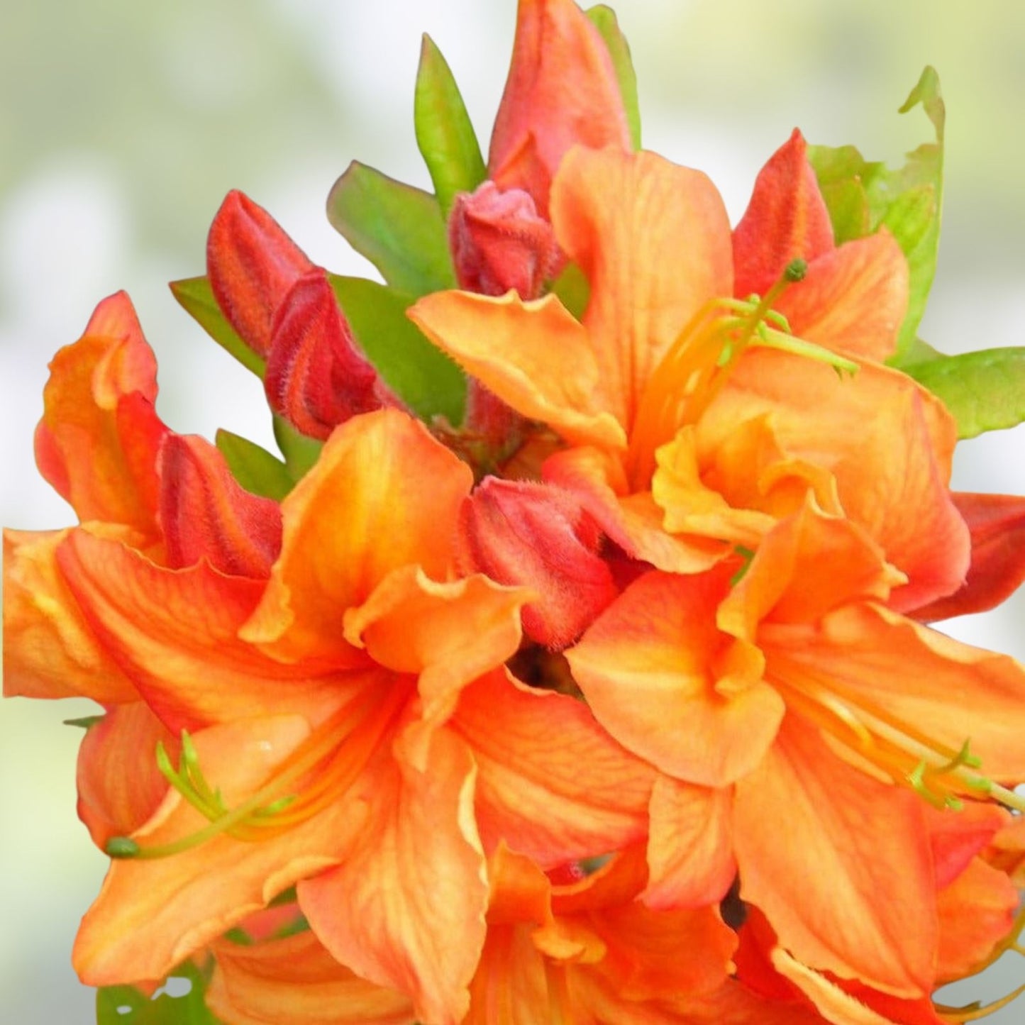Mauvila Gold Azalea Starter Plant - Aromi Rhododendron - Deciduous Small Garden Plant for Landscaping