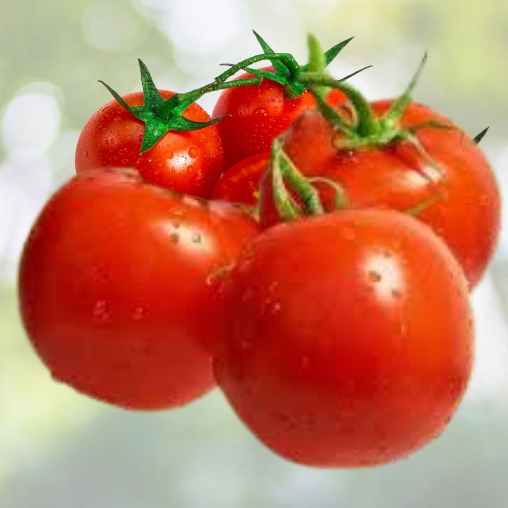 Organic Anna Russian Tomato Seeds 100 Count Heirloom Non-GMO USA Grown Gardening Seeds Solanum lycopersicum
