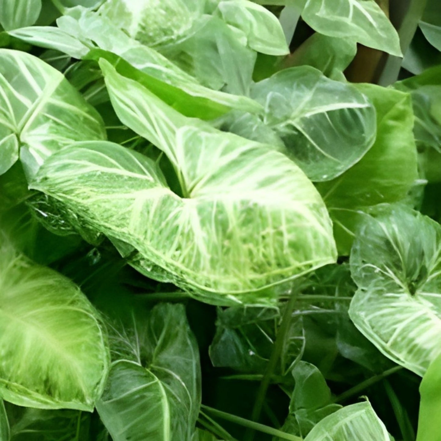Syngonium Cuttings - 2 Green Arrowhead Plant Clippings - Syngonium podophyllum - Indoor Houseplant Propagation