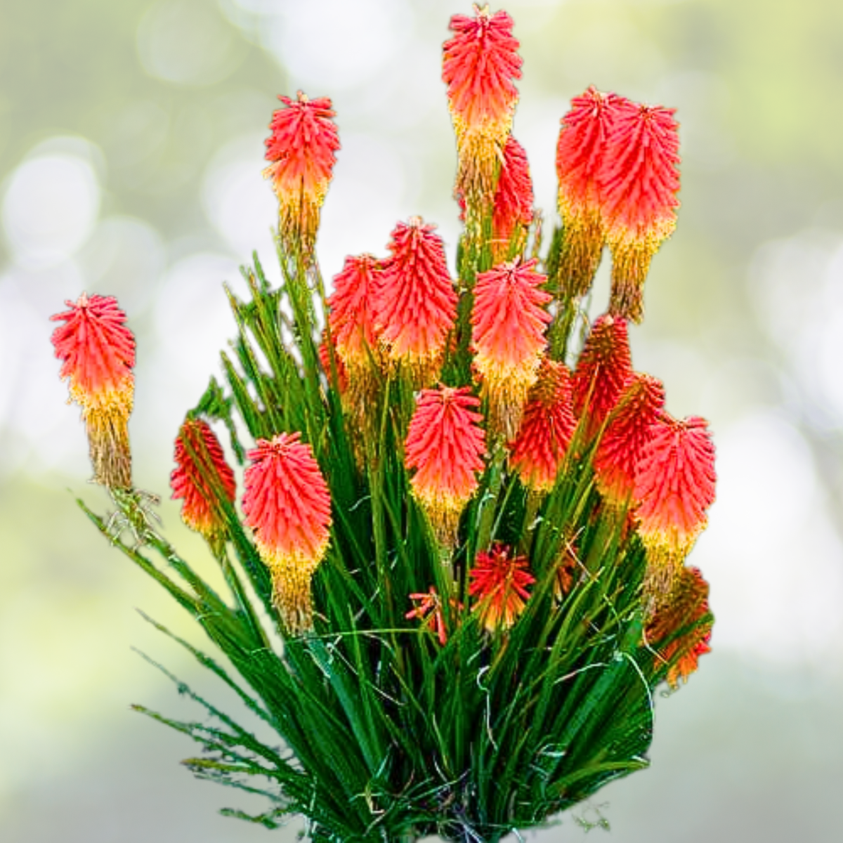 Red Hot Poker Starter Plant - Kniphofia 'High Roller' - Vibrant Perennial for Garden and Landscape