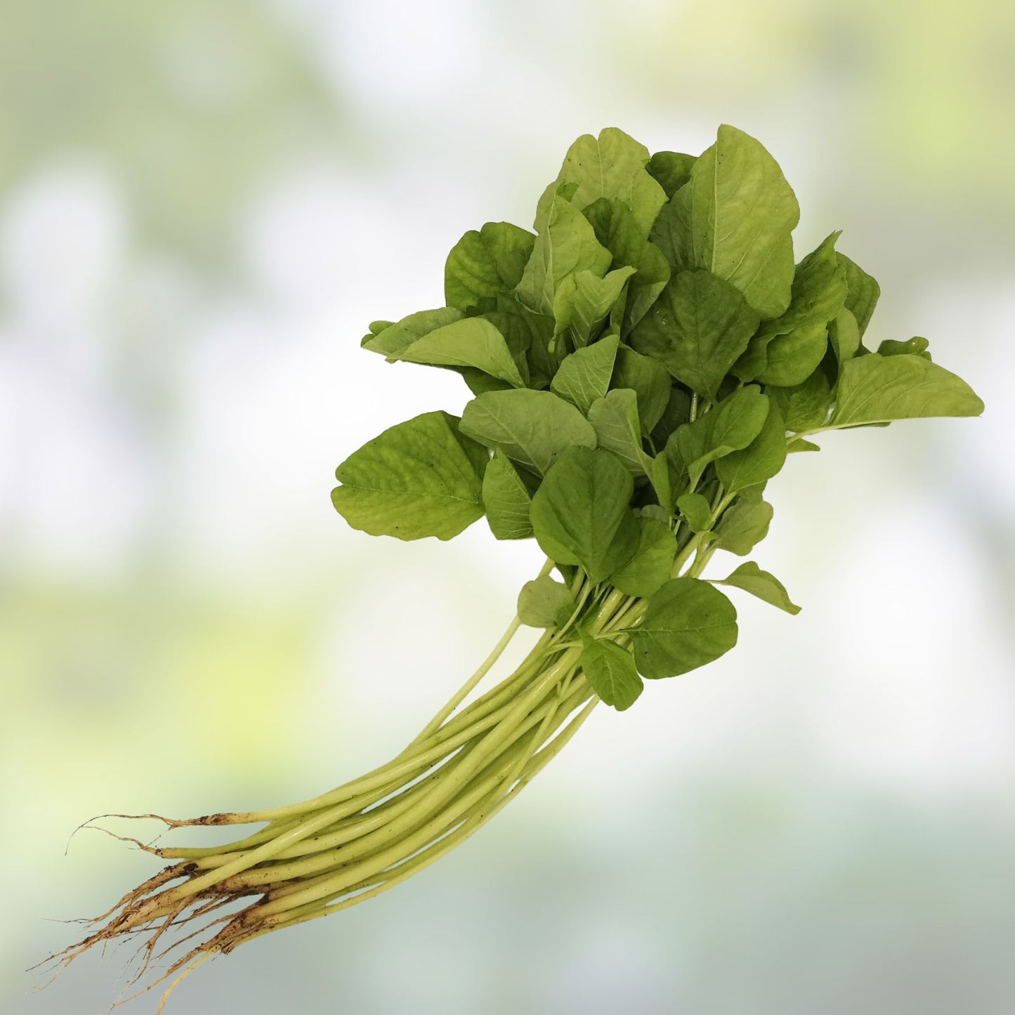 Green Chinese Spinach Seeds - 100+ Edible Leaf Vegetable Seeds - Amaranthus viridis - Heirloom, Non-GMO, Organic Gardening