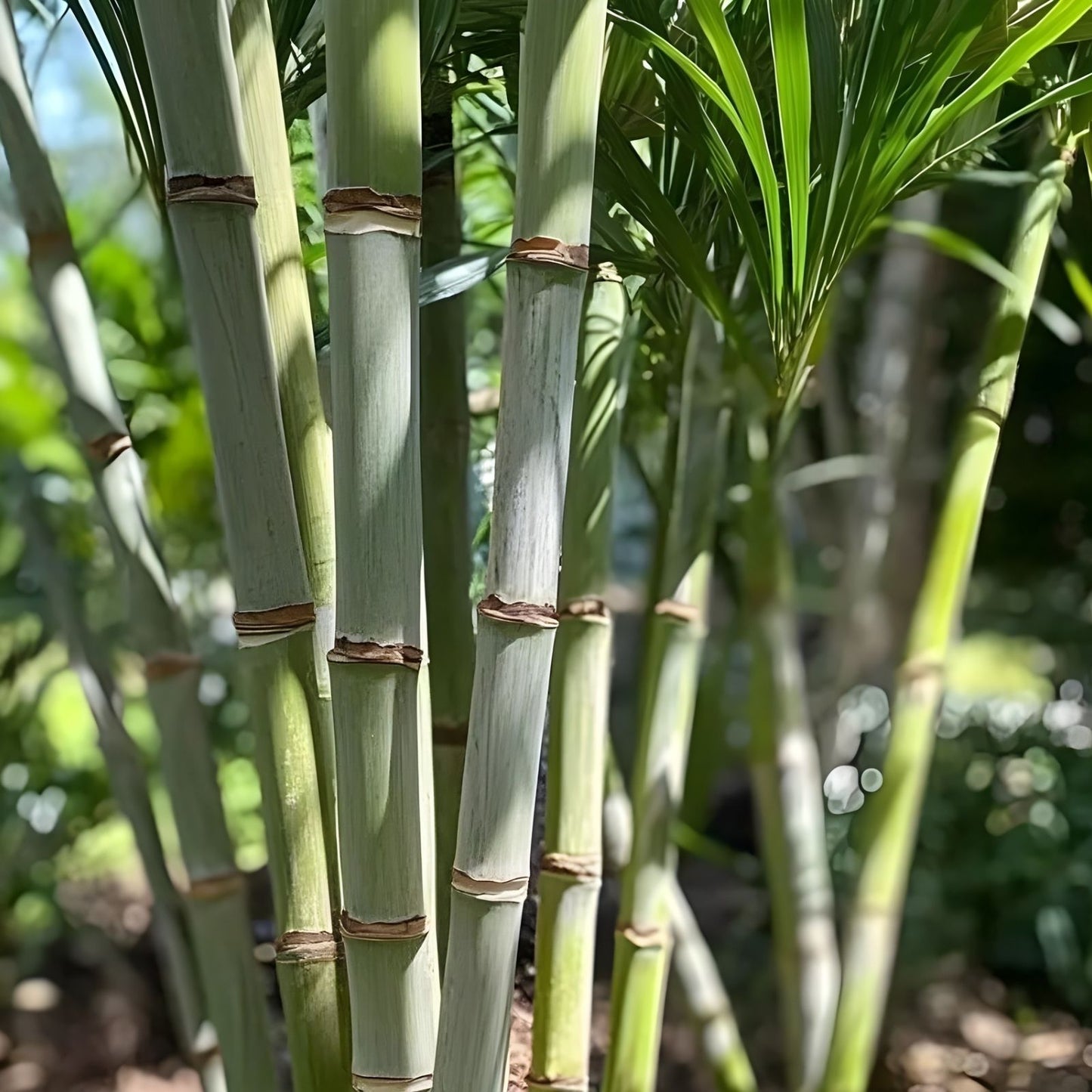 Rooted Sugarcane Cuttings 5pcs Tropical Plant Saccharum officinarum Ready to Plant