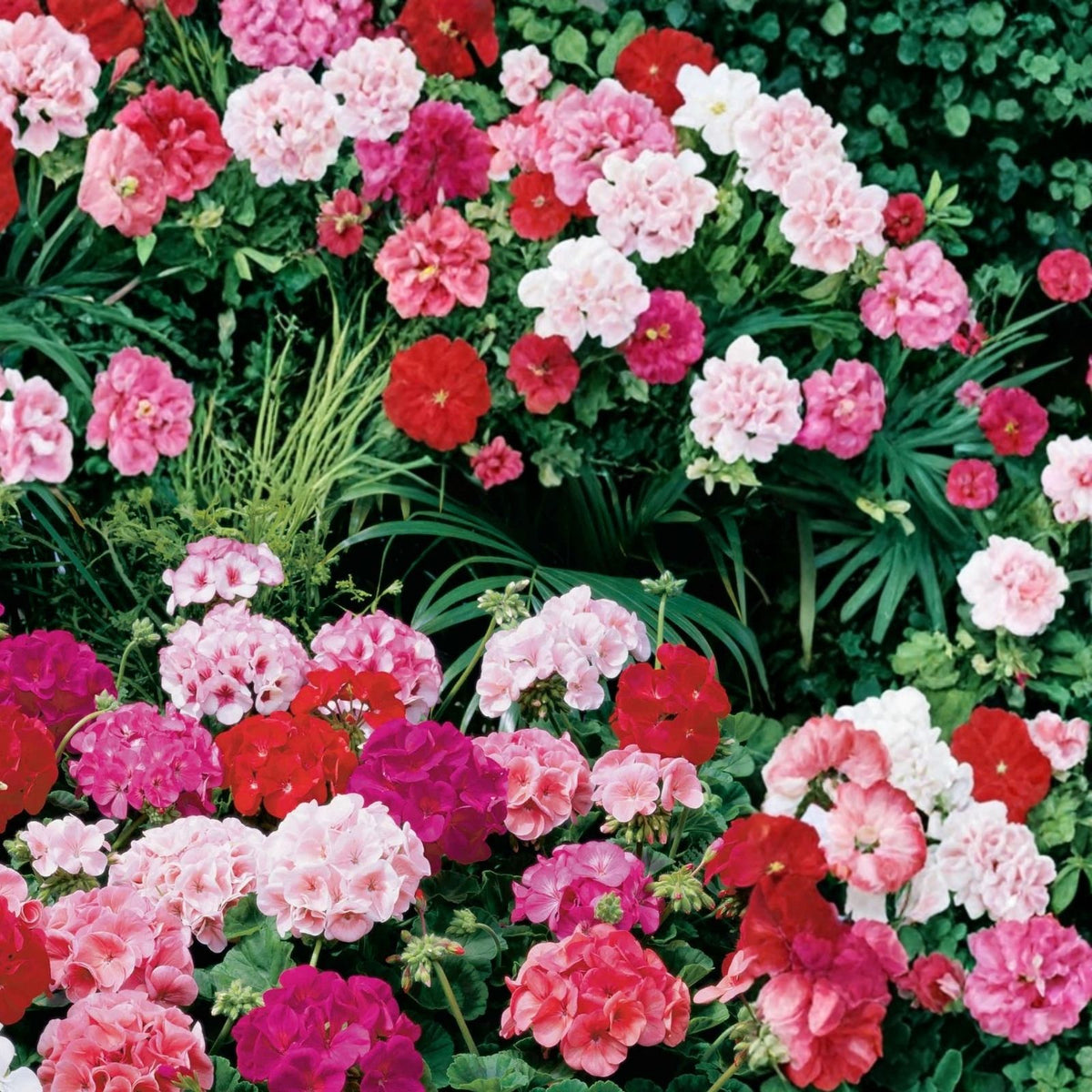 Geranium Seeds Luster Mix Fragrant Flower Non-GMO 100+ Premium Gardening Seeds Pelargonium spp.
