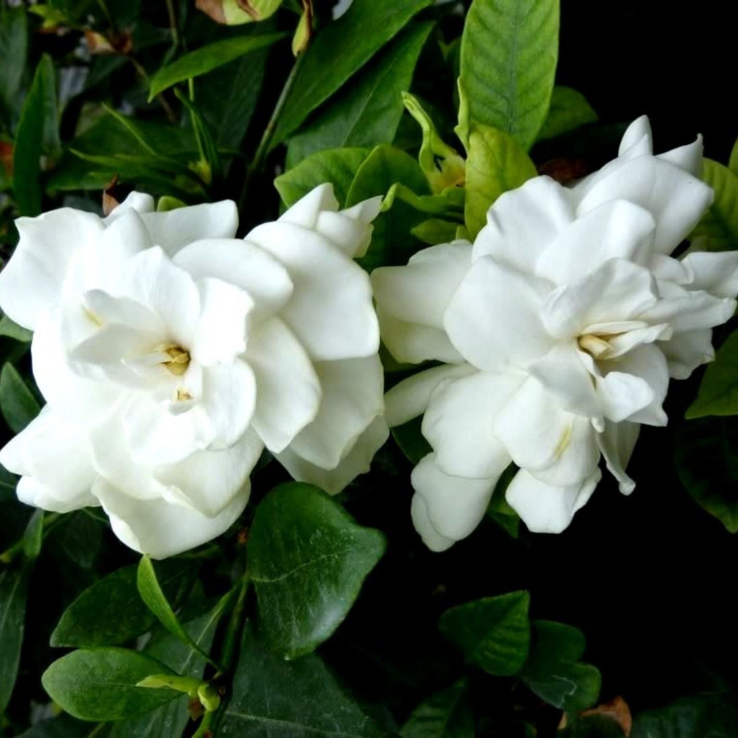 Heirloom Gardenia Bush 6" White Flowering Cape Jasmine Shrub - Gardenia jasminoides, Fragrant Garden Plant