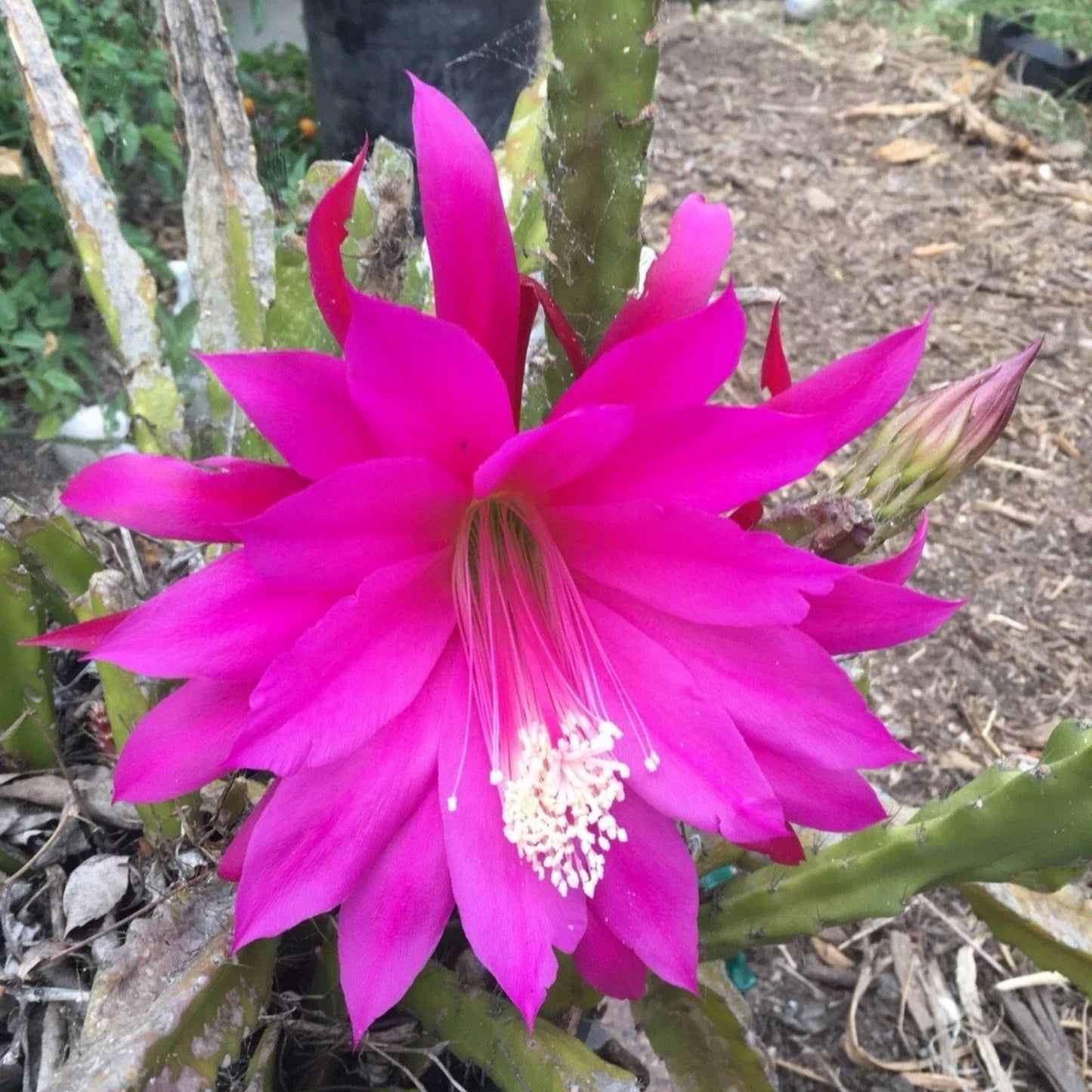 Epiphyllum Orchid Cactus Cuttings - Mixed Color Lily Voodoo Flowers - Air Plant Z - Succulent Plant Propagation