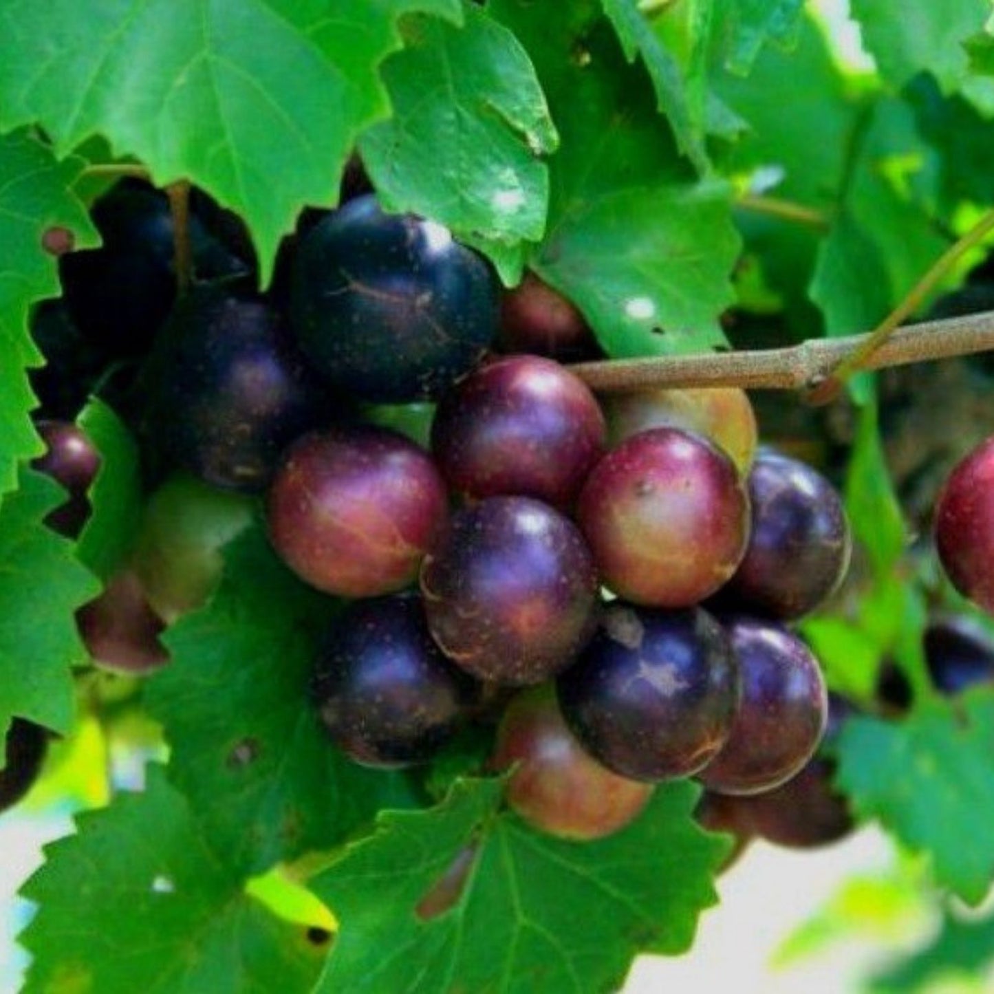 Muscadine Grape Plant Cuttings 5 Male + 5 Female Southern Native Wild Fruit Vitis rotundifolia