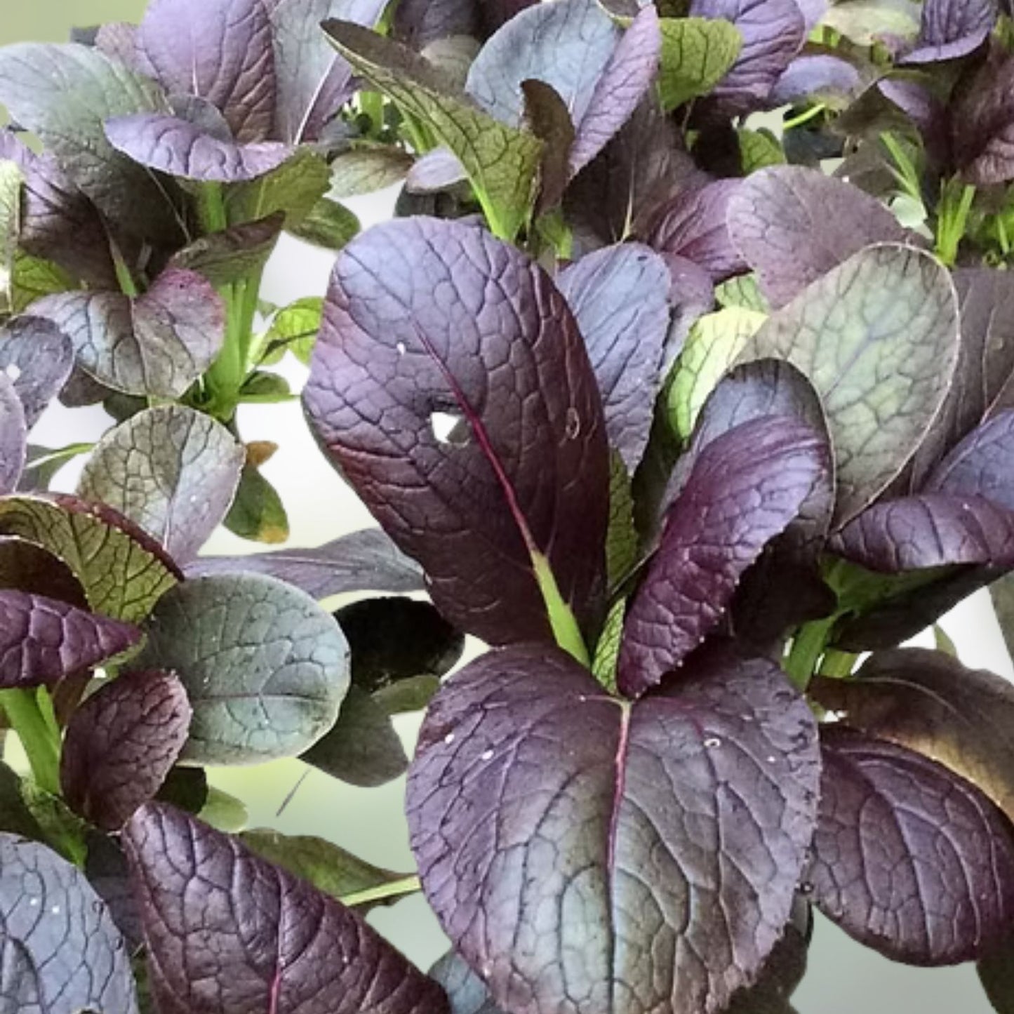 Pak Choi Seeds 20 Non-GMO Red Tatsoi Brassica rapa Hybrid Cabbage for Stir-Fries and Salads