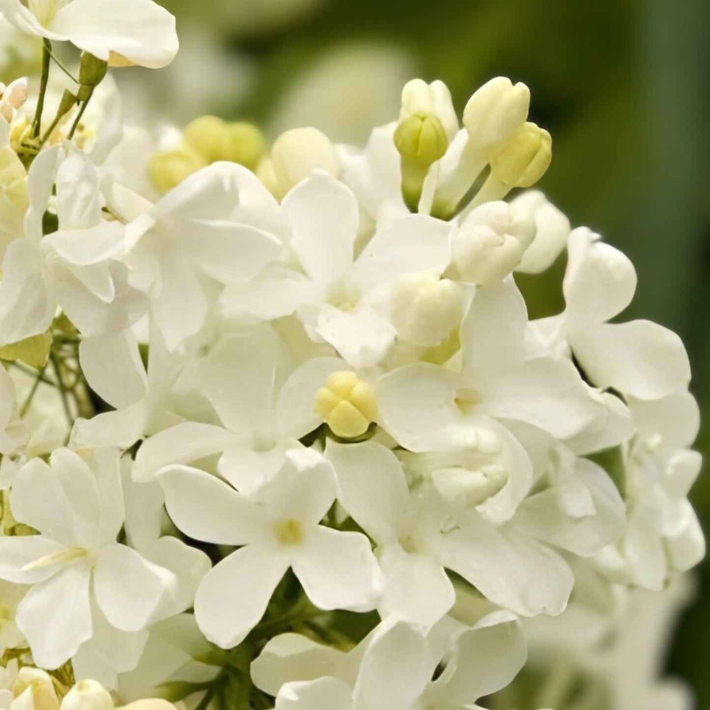 Angel White Lilac Cuttings 5 Pack - Pure White Syringa vulgaris Bush/Shrub/Tree Plants