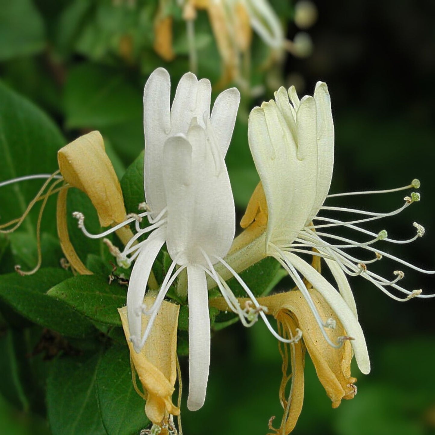 Honeysuckle Vine Live Starter Plant 6 Inches, Lonicera japonica, Sweet Fragrant Greenery, Garden Climber, Ornamental Plant