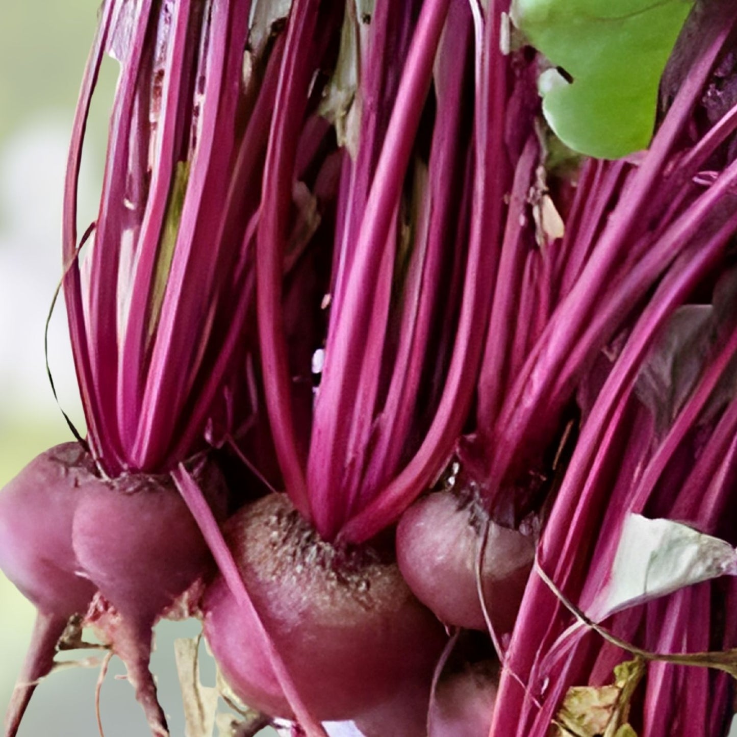 Beet Seeds 50+ Ruby Queen Heirloom Non-GMO Dark Red Sweet Beta vulgaris Vegetable Seeds