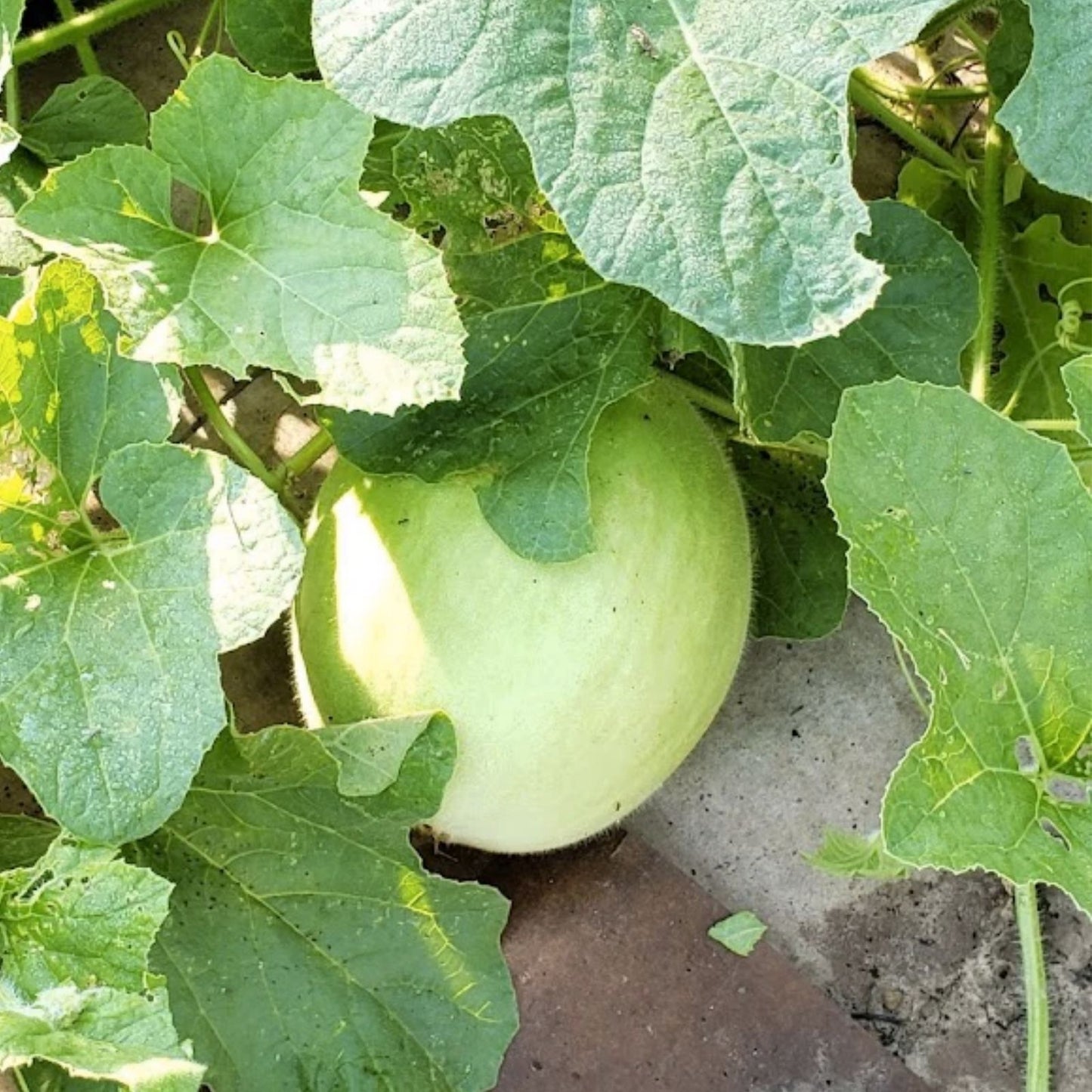 Green Flesh Honeydew Melon Seeds - 25+ Seeds (Cucumis melo) Sweet Juicy Fruit for Home Garden USA