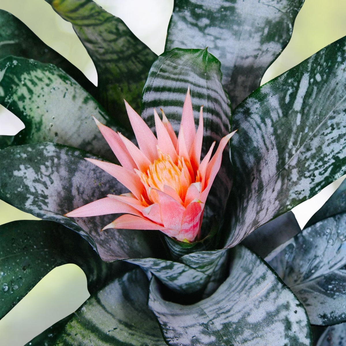 Bromeliad Plant 4" Pot Billbergia Hallelujah - Colorful Foliage, Easy Care Tropical Indoor Houseplant