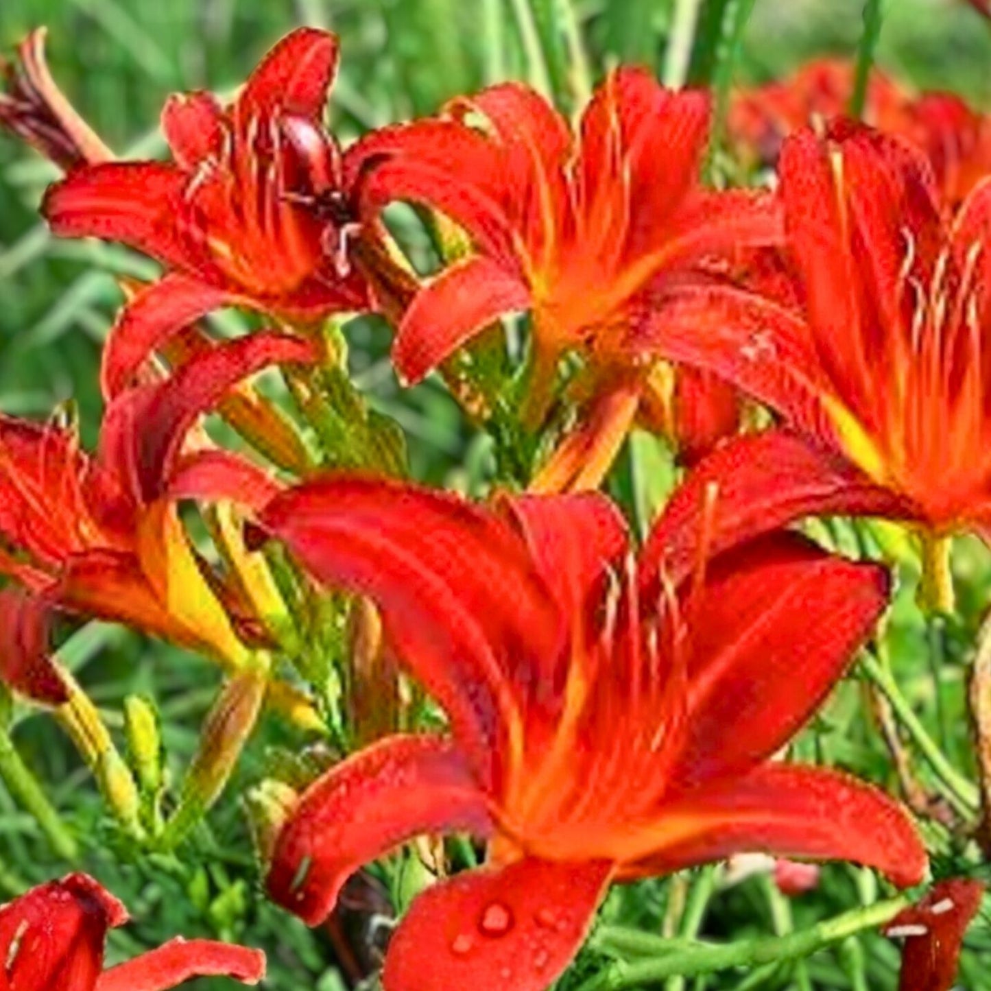 Red Giant Daylily Plants - 3 Bare Root Sprouting Hemerocallis 'Red Giant' - Perennial Flowering Plants for Garden